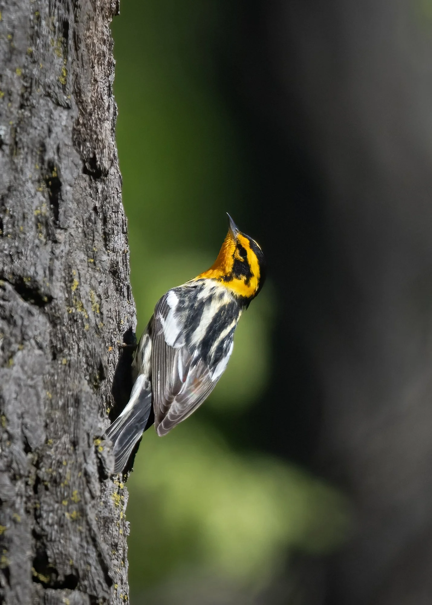 Blackburnian Warbler - Minnesota