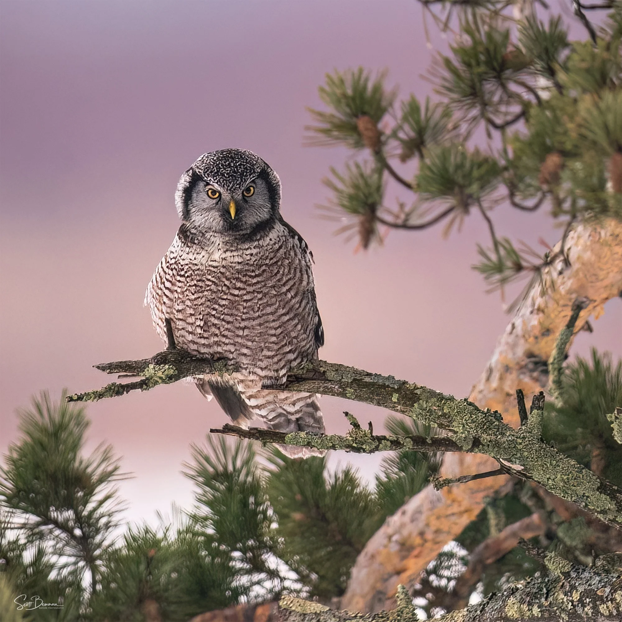 Northern Hawk Owl - Minnesota