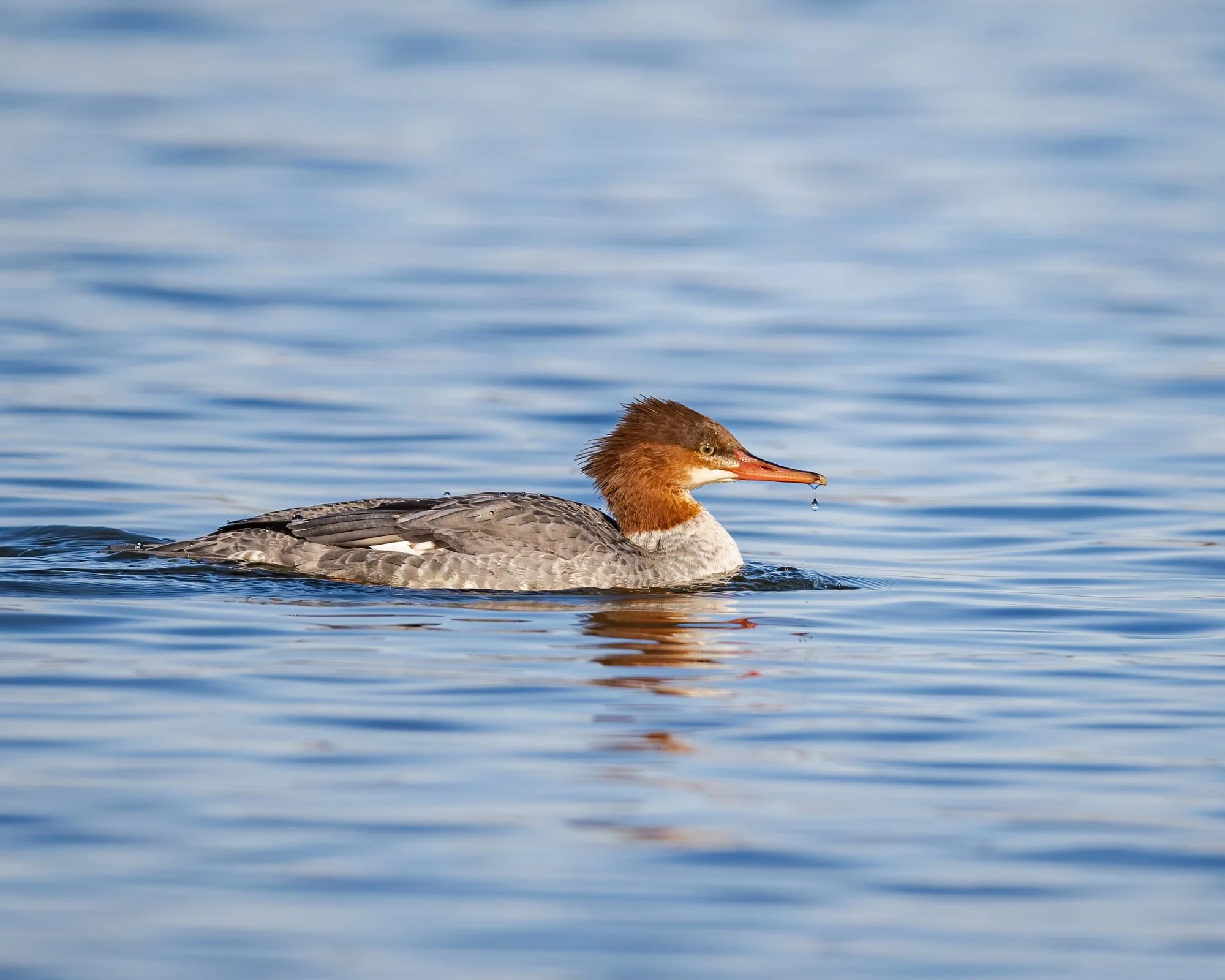 Common Merganser - Minnesota