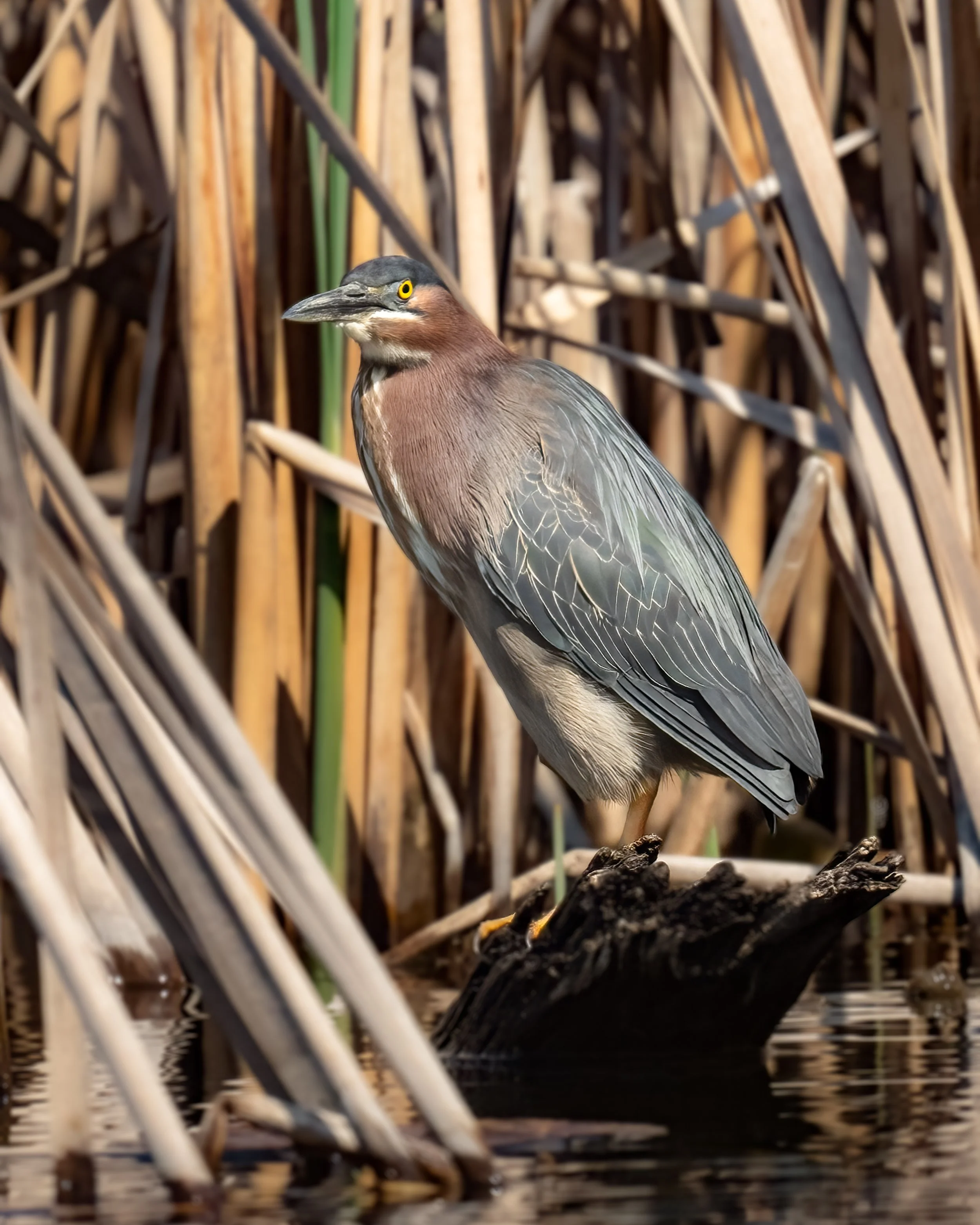 Green Heron - Minnesota