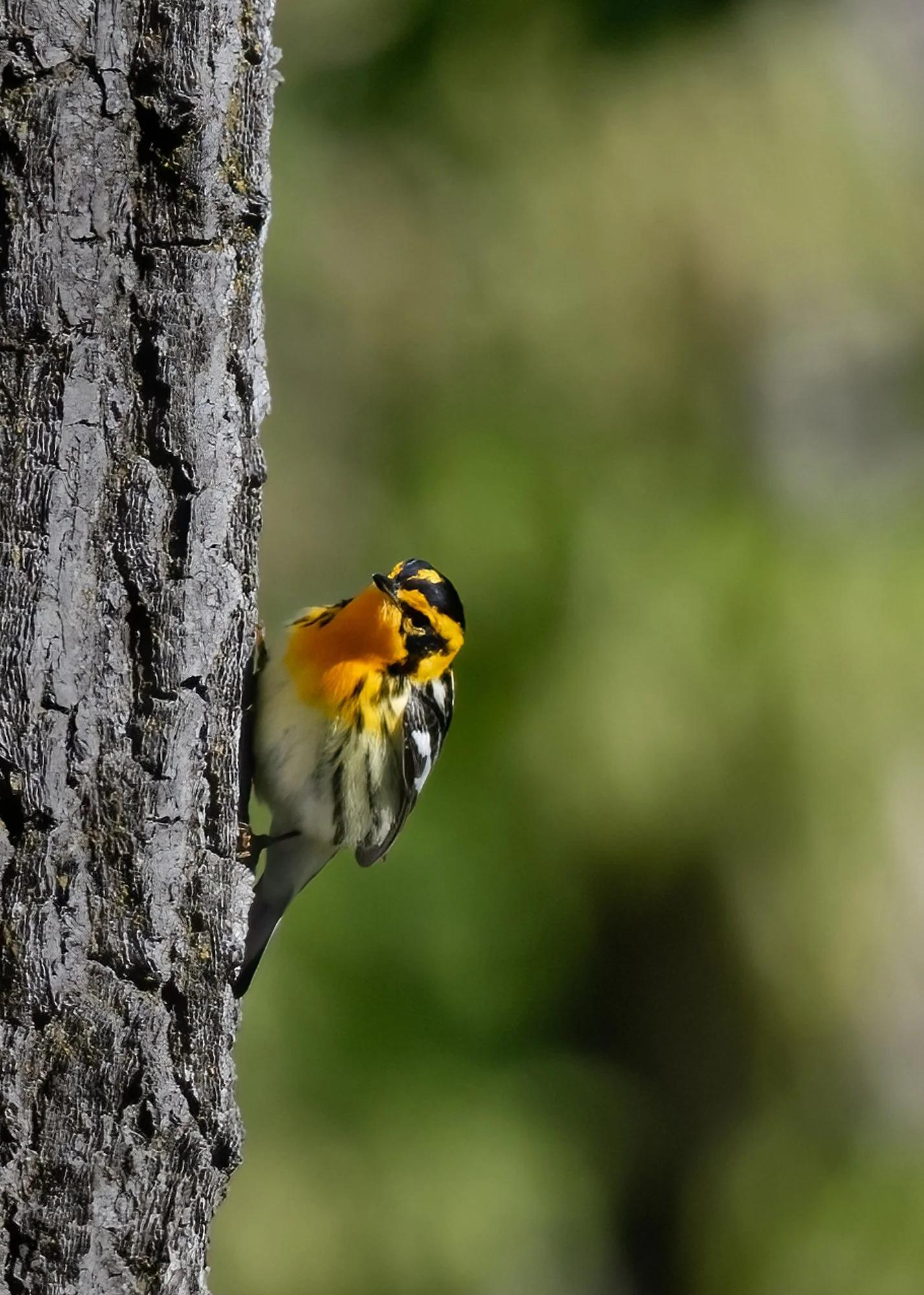 Blackburnian Warbler - Minnesota
