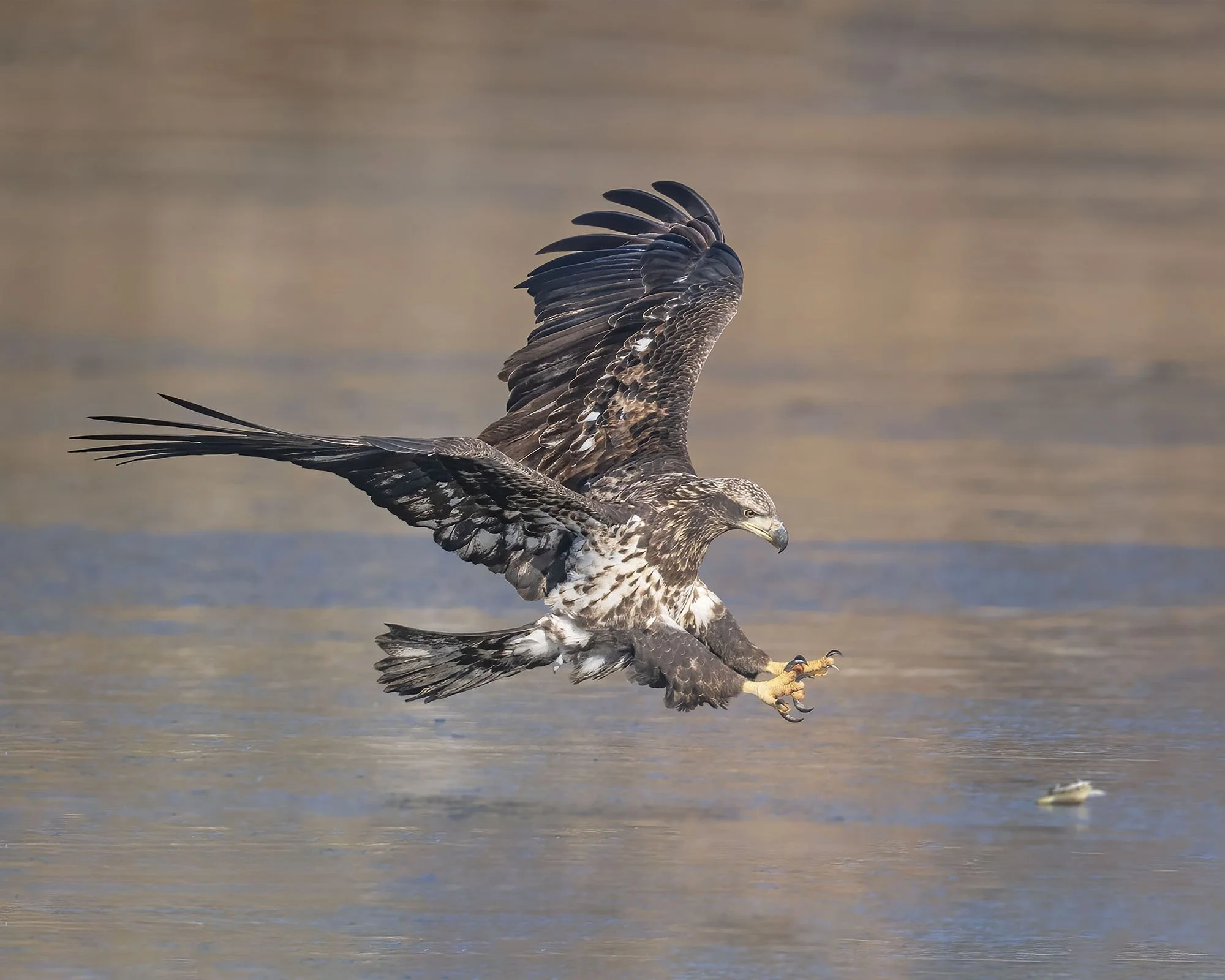 Bald Eagle, Immature - Minnesota