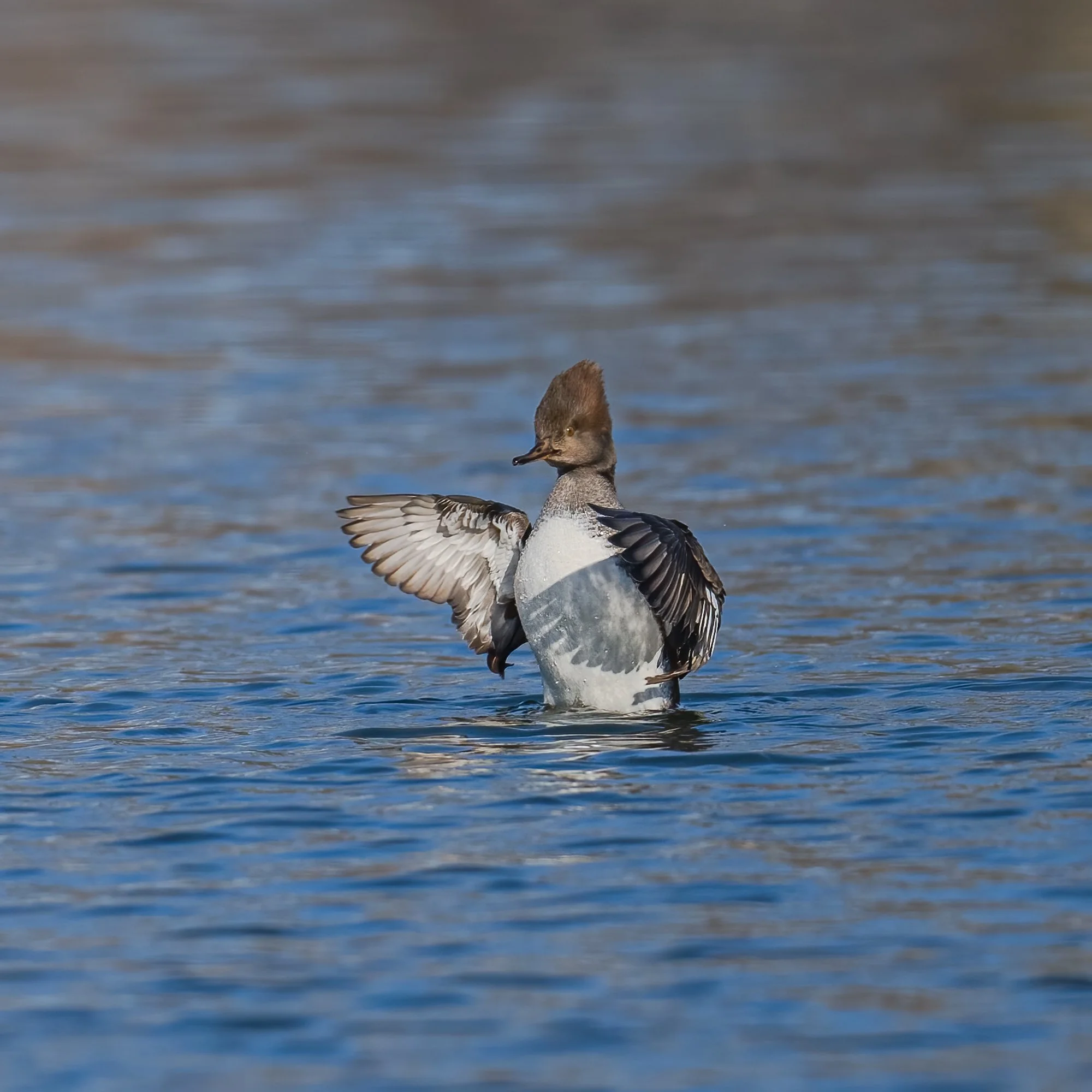 Hooded Merganser - Minnesota