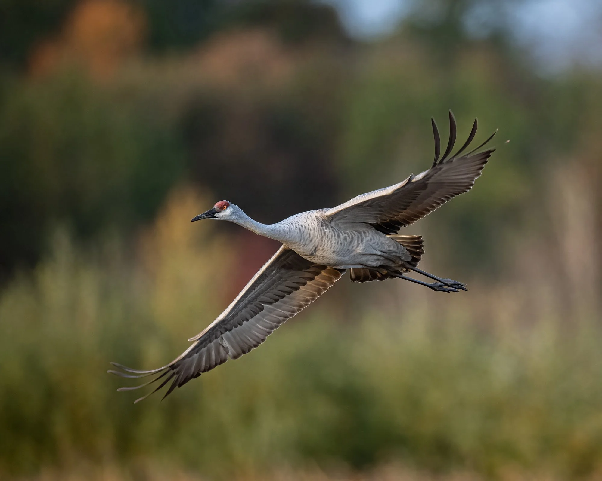 Sandhill Cranes