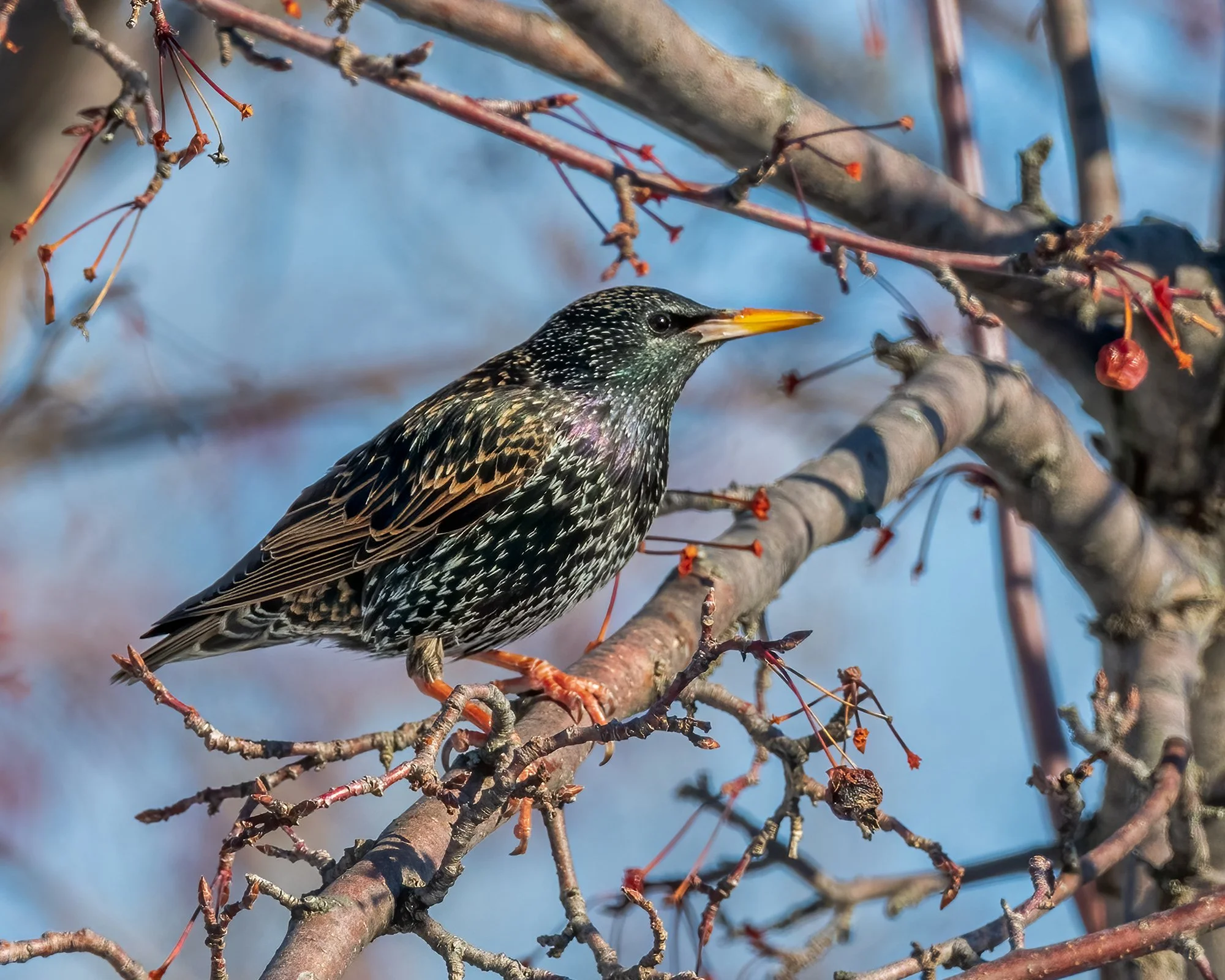 Starling - Minnesota