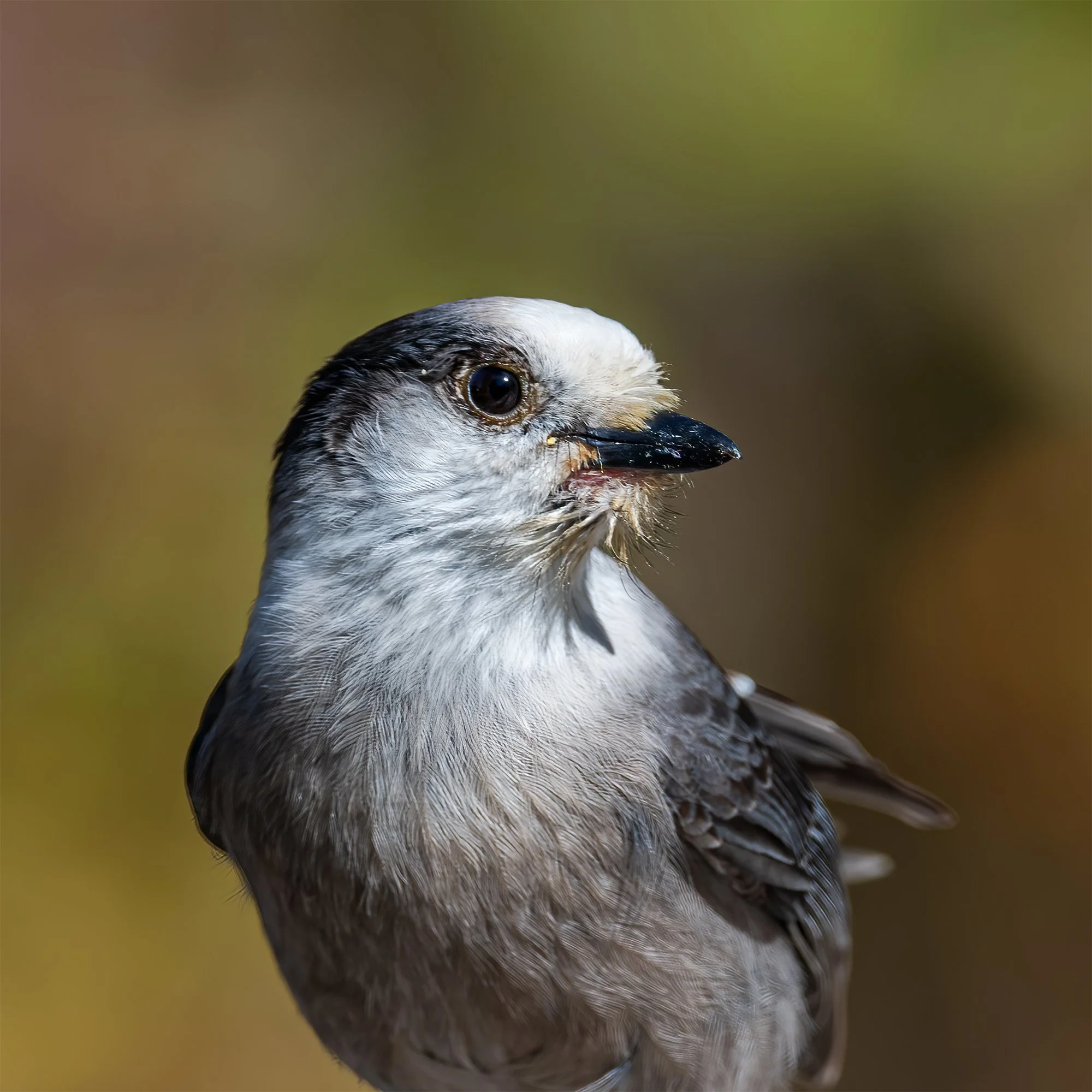 Canada Jay - Minnesota