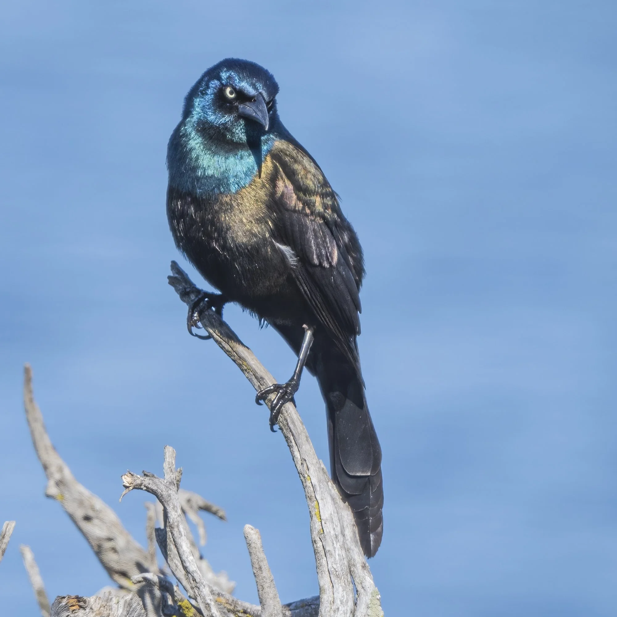 Grackle - Minnesota 