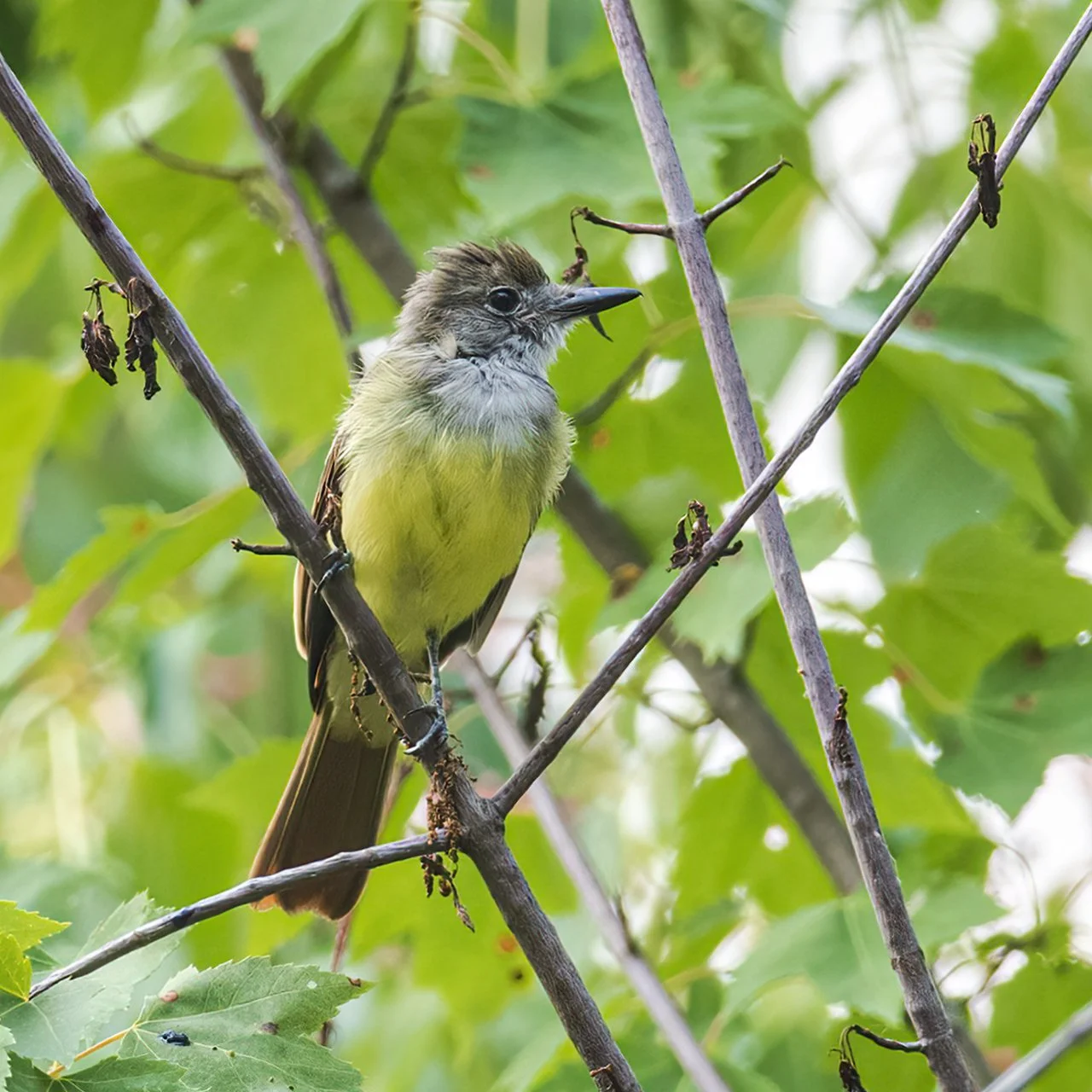 Great Crested Flycatcher - Minnesota