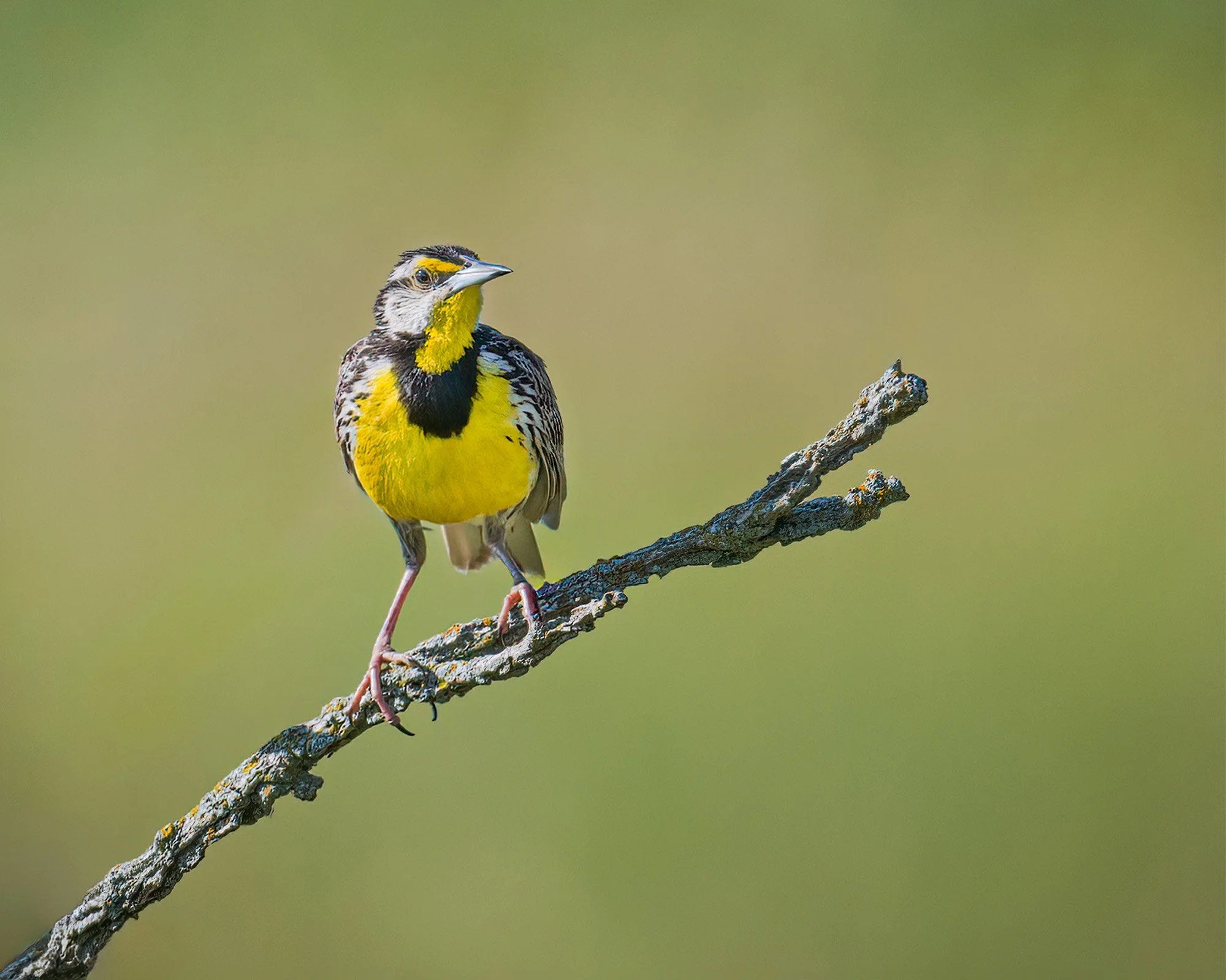 Meadowlark - Minnesota