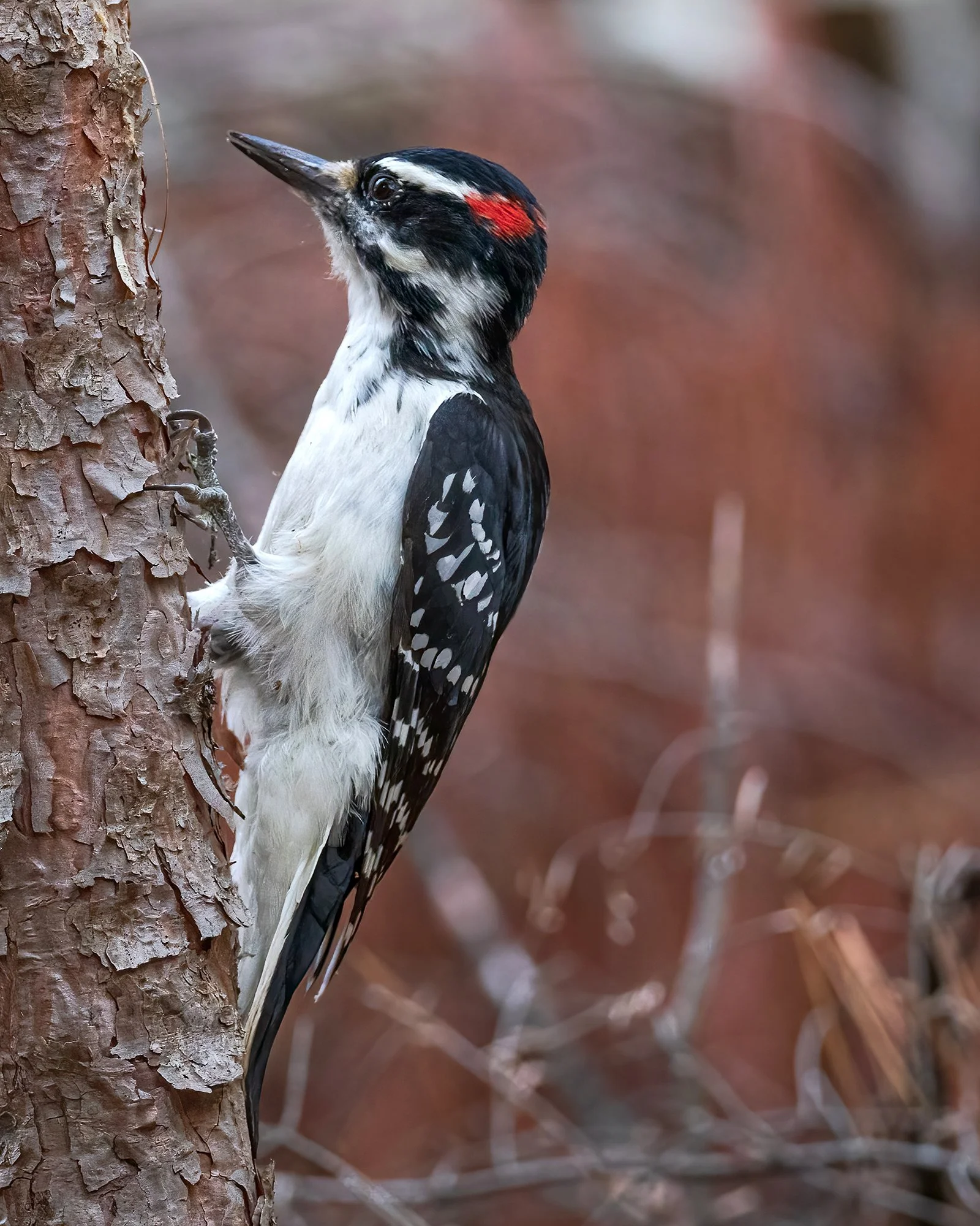 Hairy Woodpecker - Minnesota