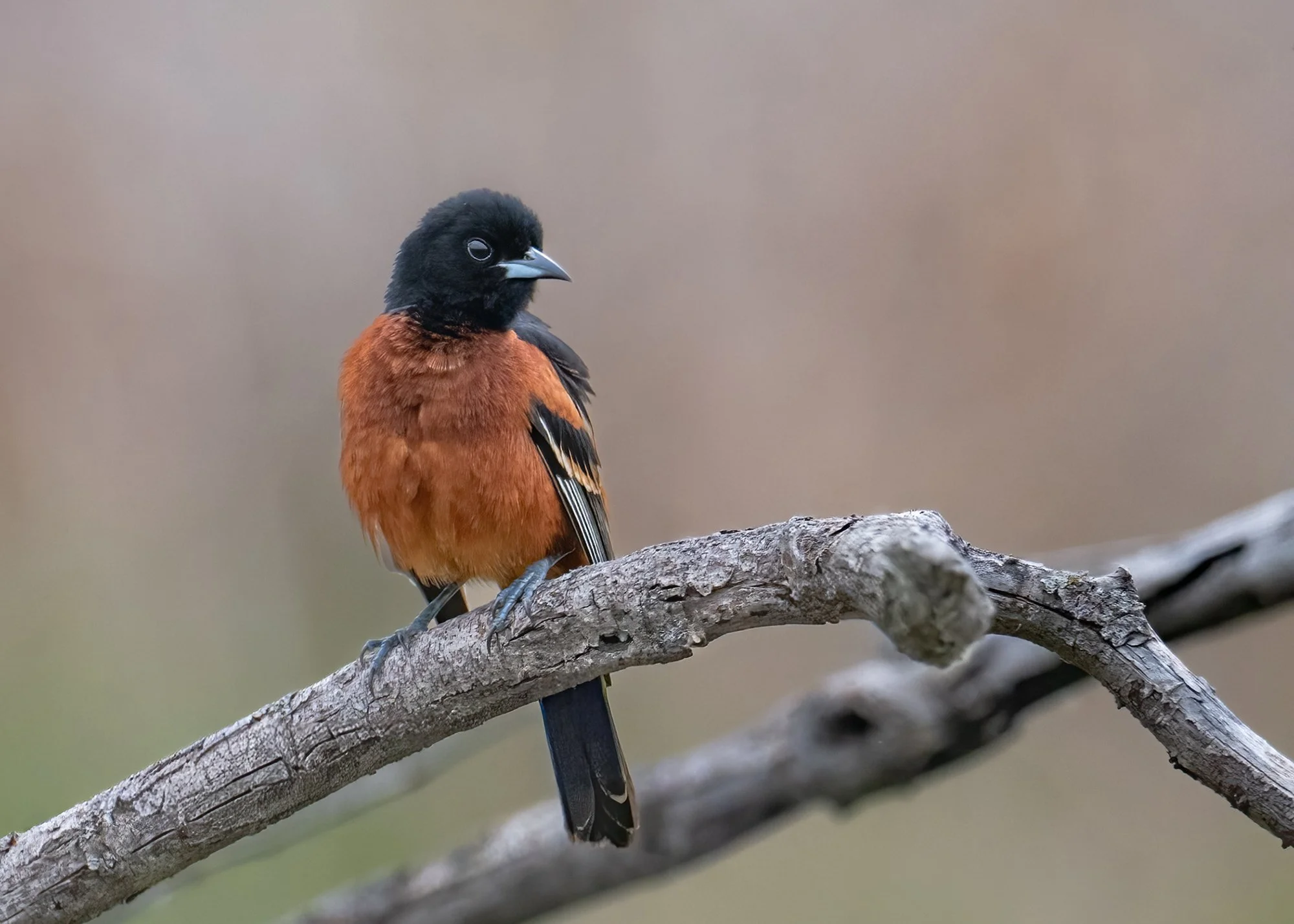 Orchard Oriole - Minnesota