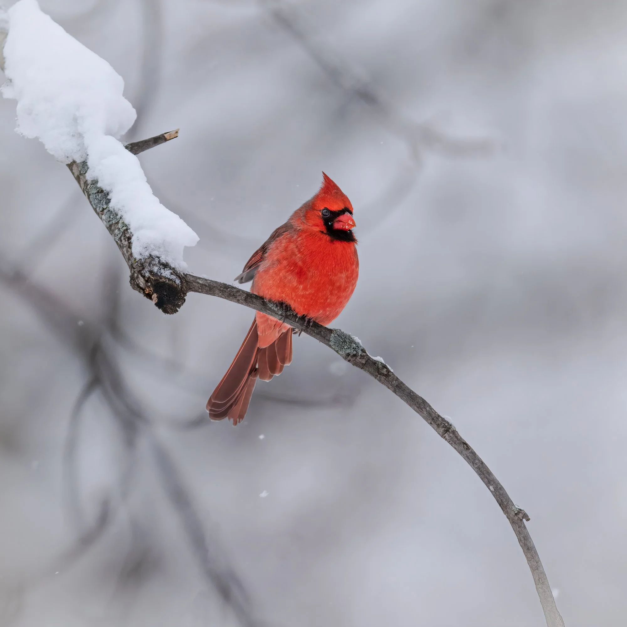 Northern Cardinal - Minnesota