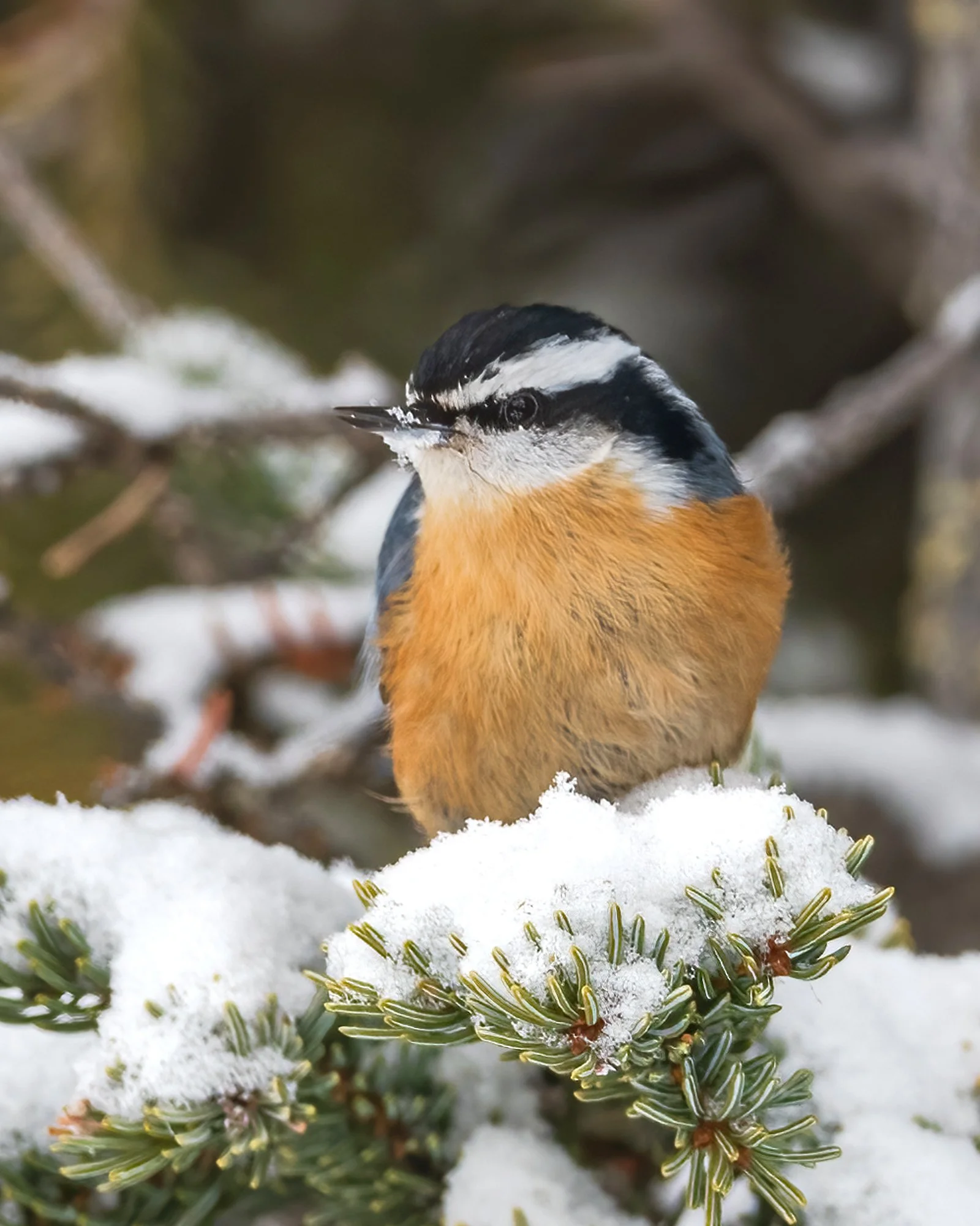 Red-breasted Nuthatch - Minnesota
