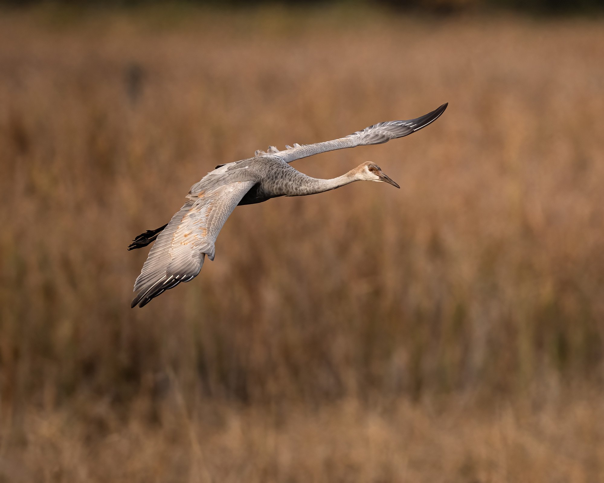 Sandhill Crane - Minnesota