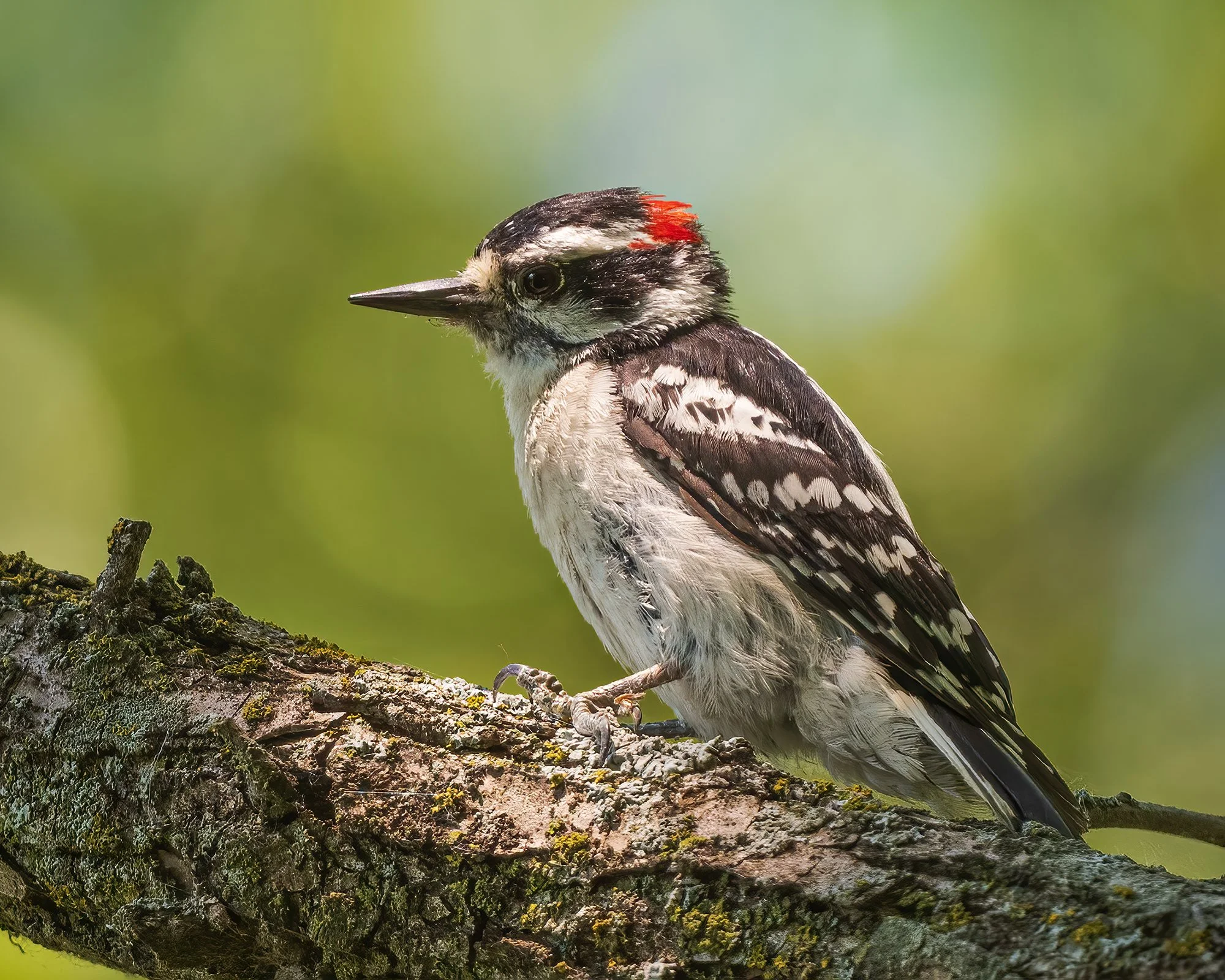 Downy Woodpecker - Minnesota