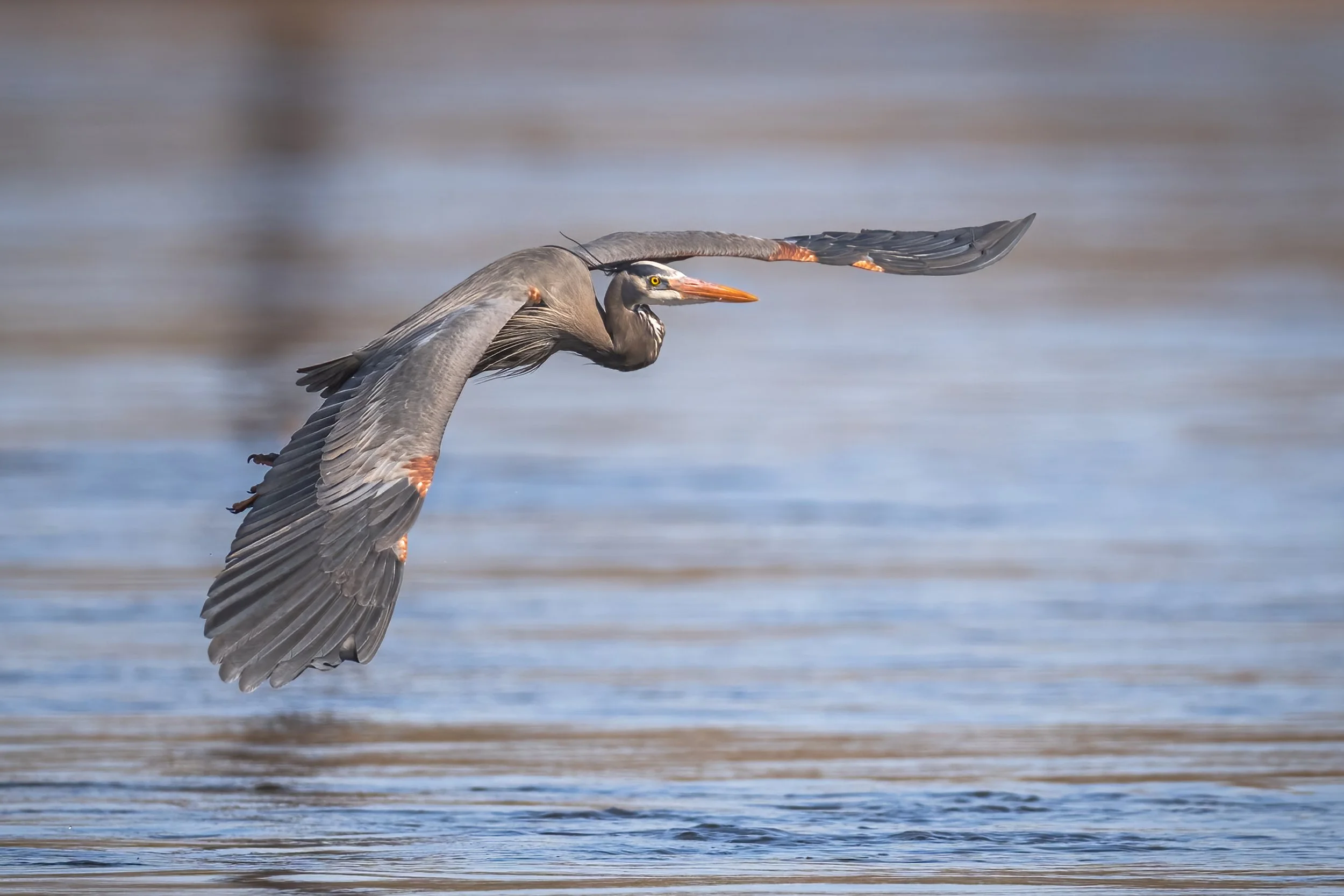 Great Blue Heron - Minnesota