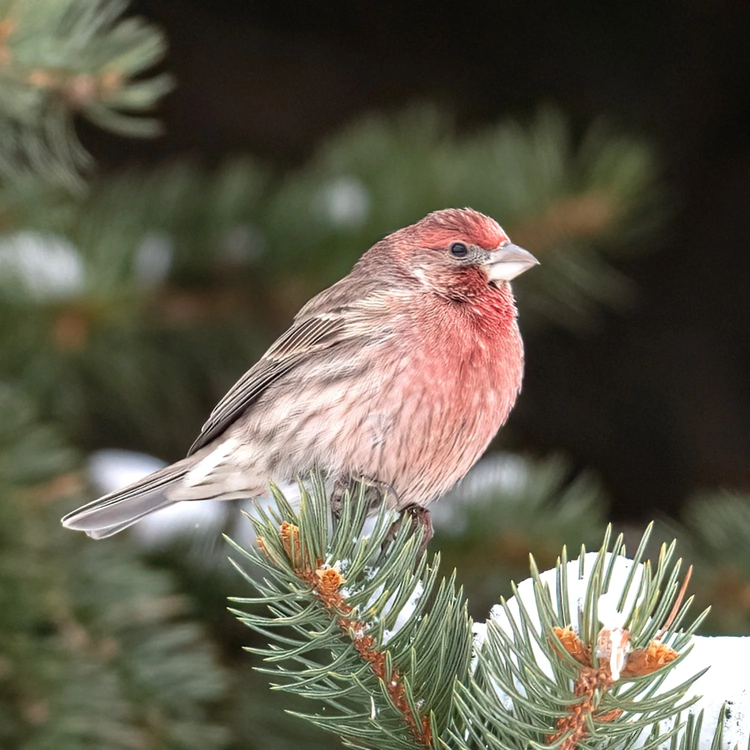 House finch - Minnesota