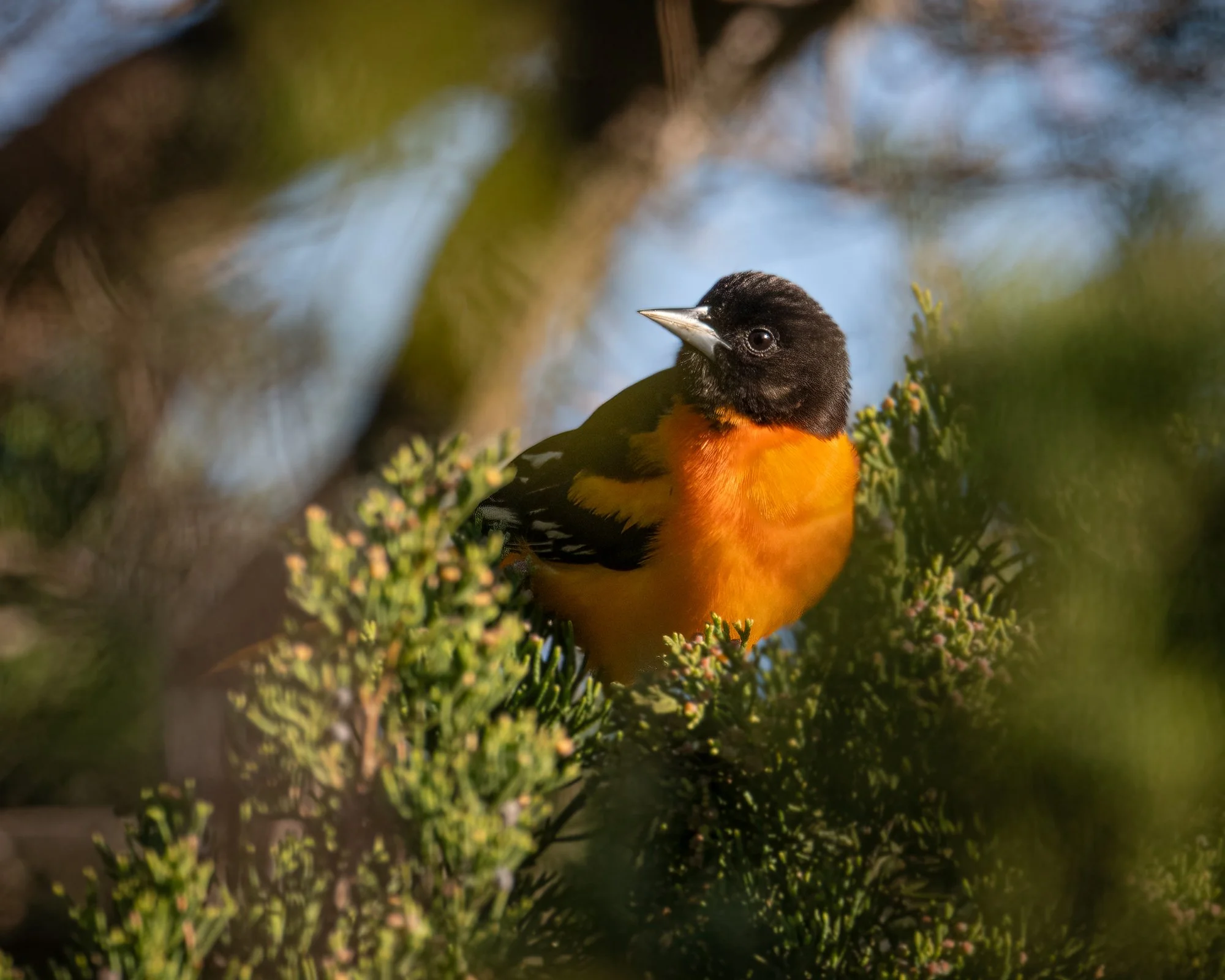 Baltimore Oriole - Minnesota