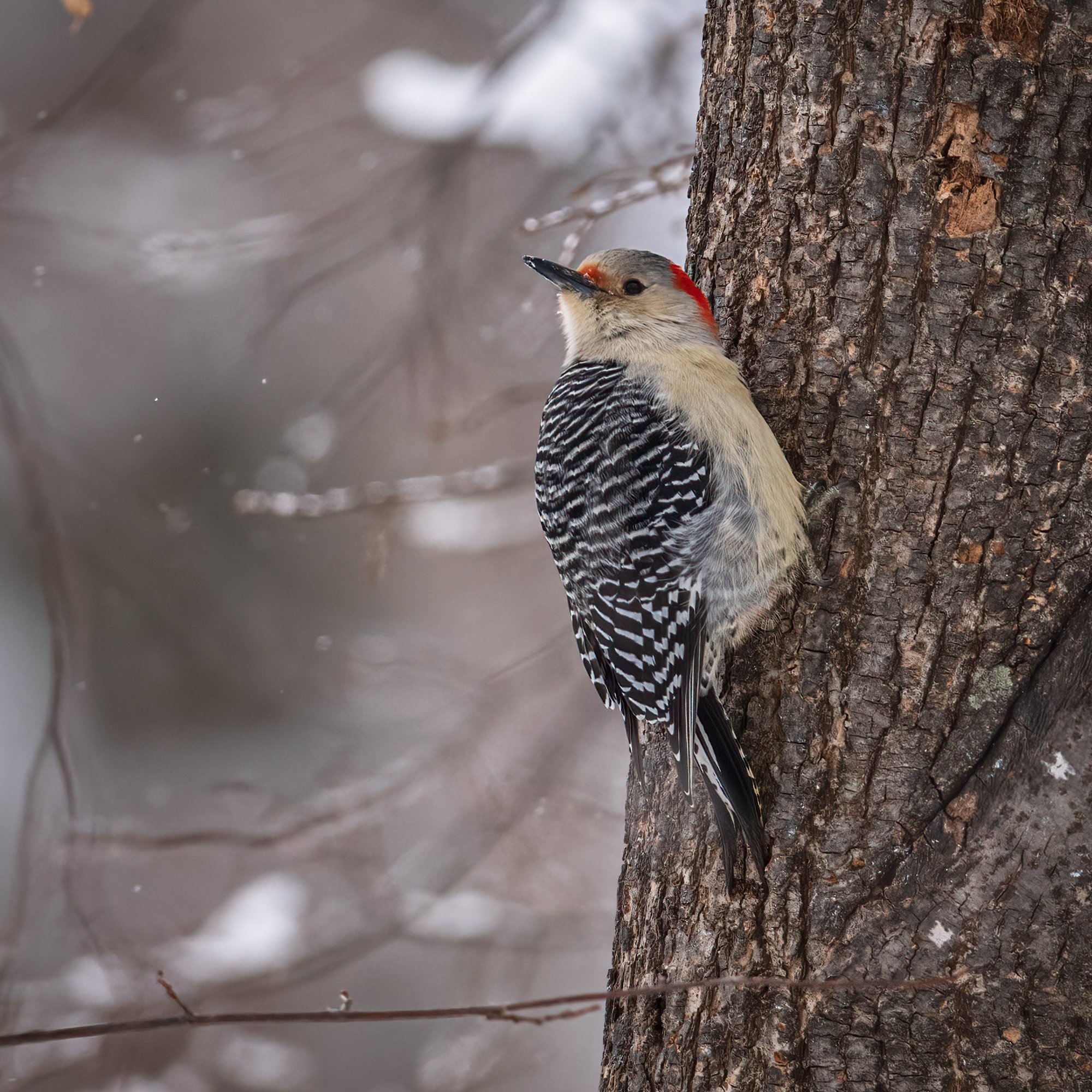 Red-bellied Woodpecker - Minnesota
