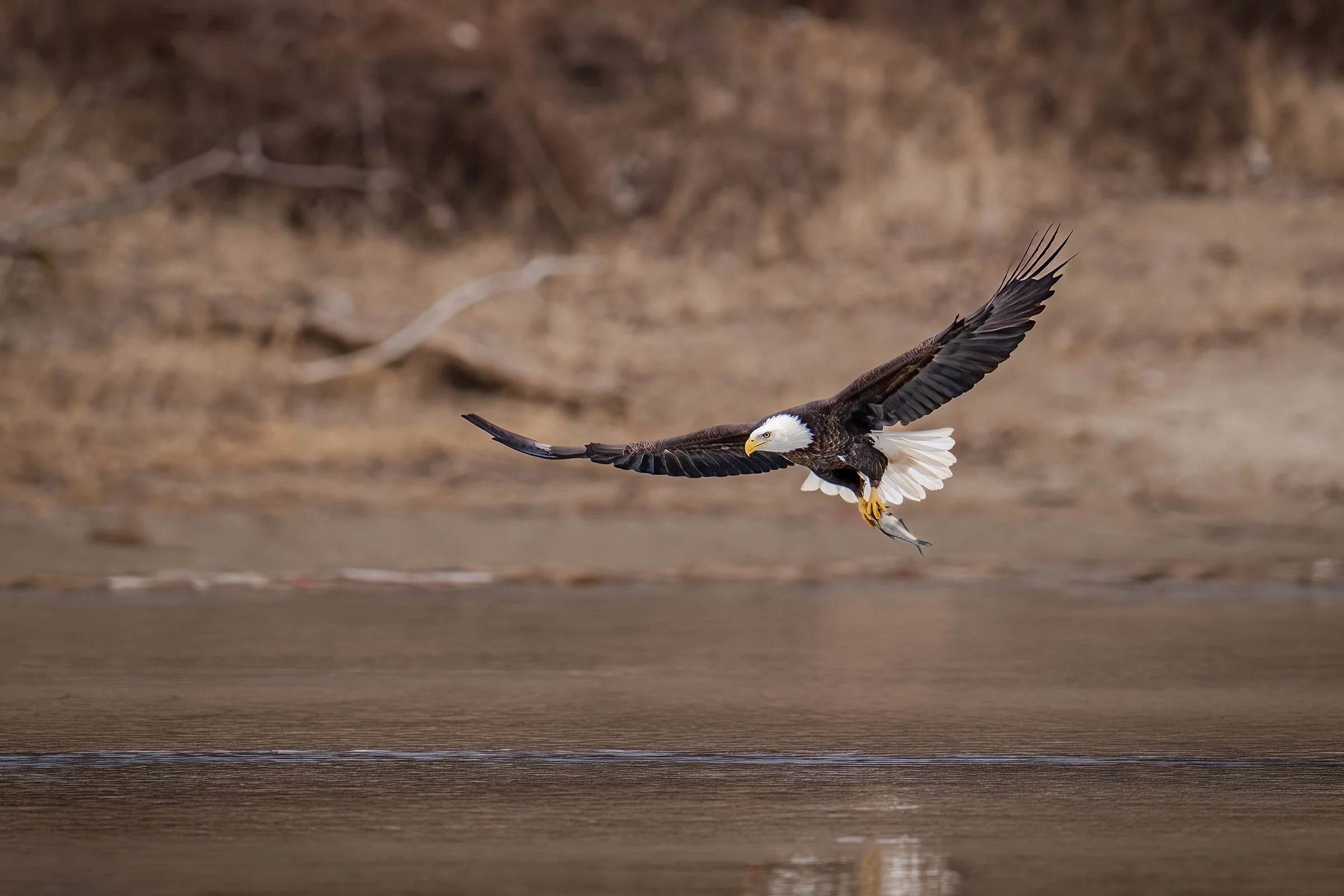 Bald Eagle - Minnesota