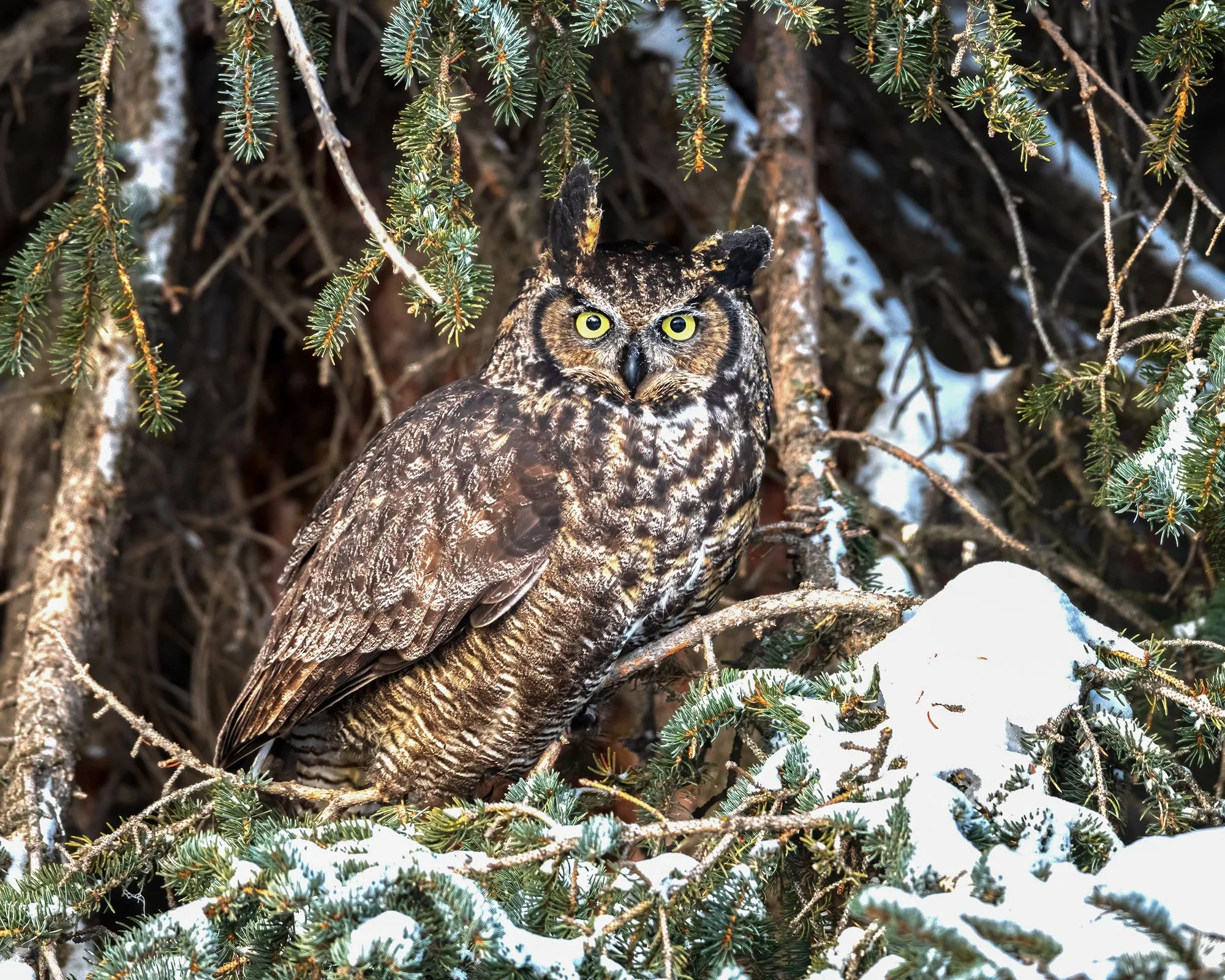 Great Horned Owl - Minnesota