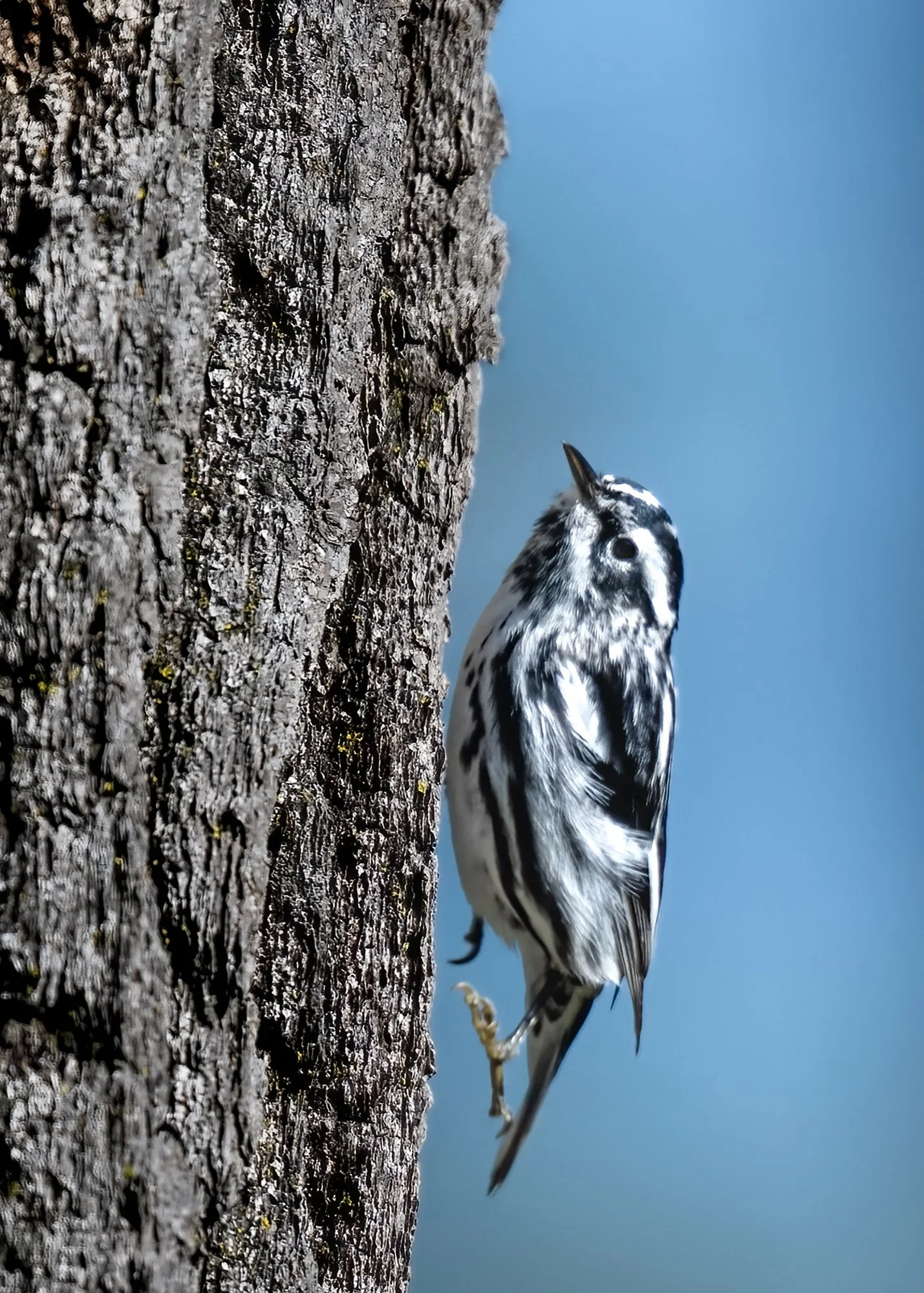 Black & White Warbler - Minnesota