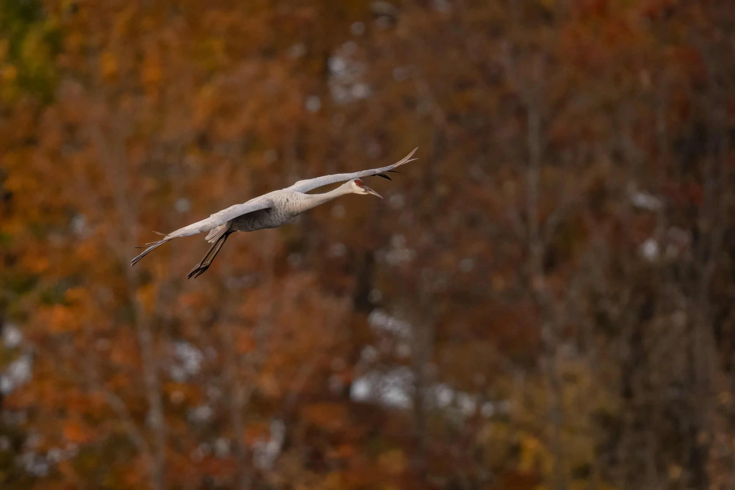 Sandhill Crane - Minnesota
