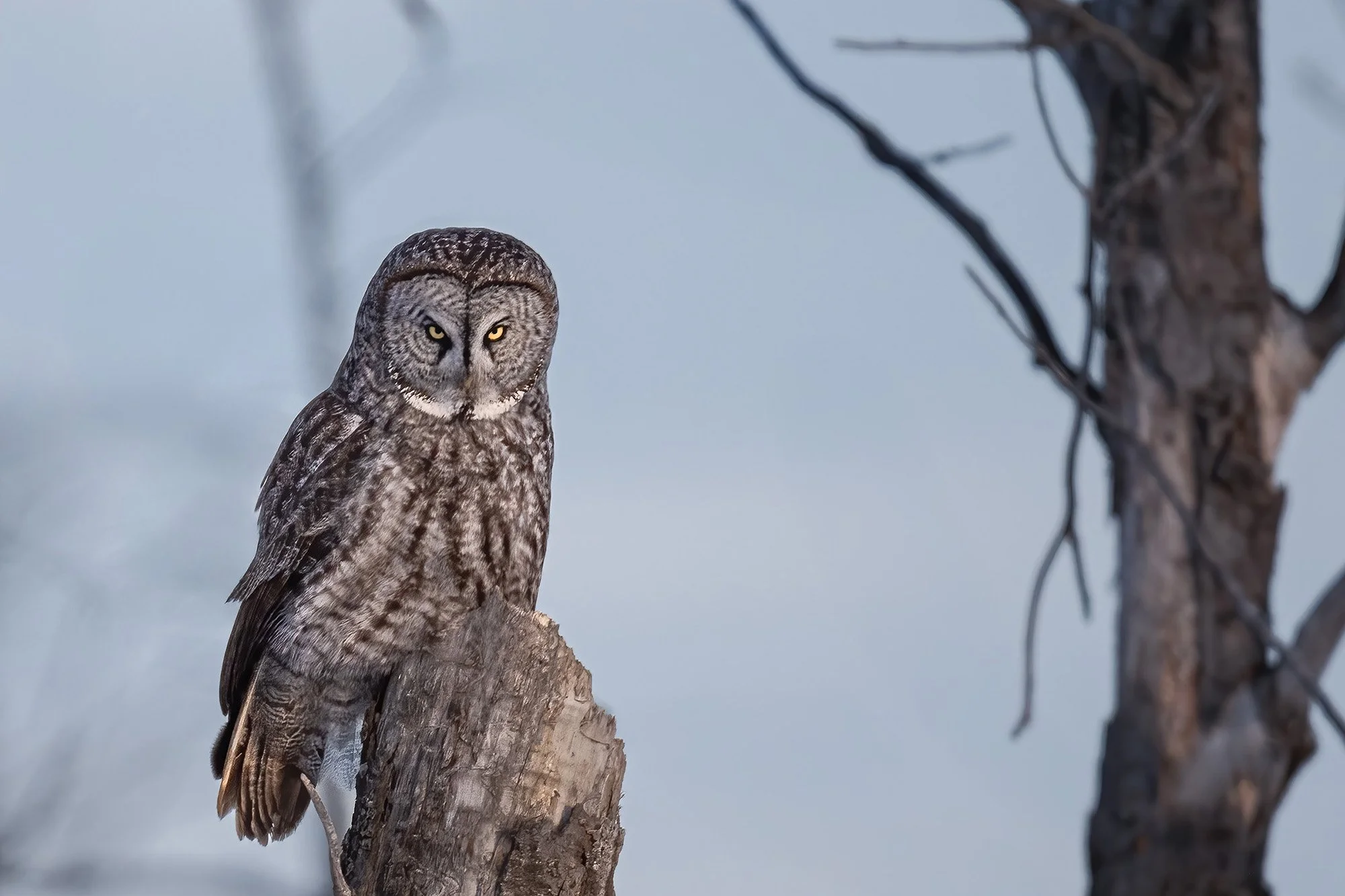 Great Gray Owl - Minnesota