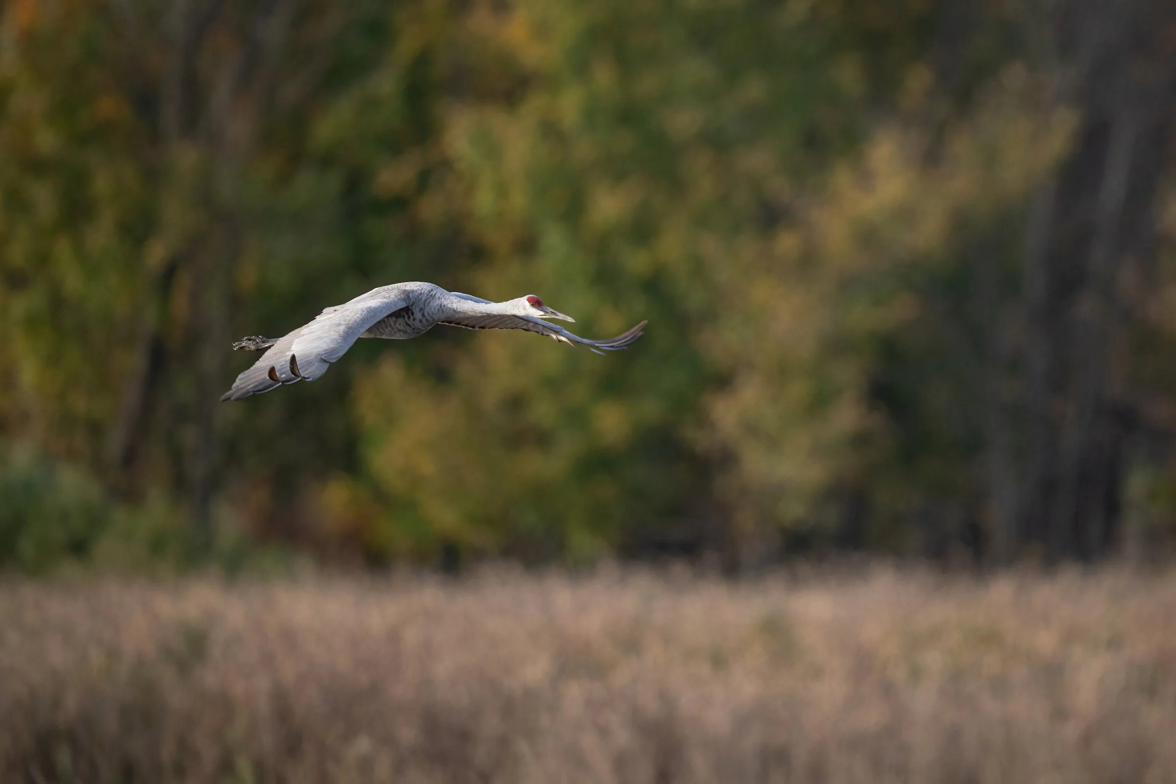 Sandhill Crane - Minnesota