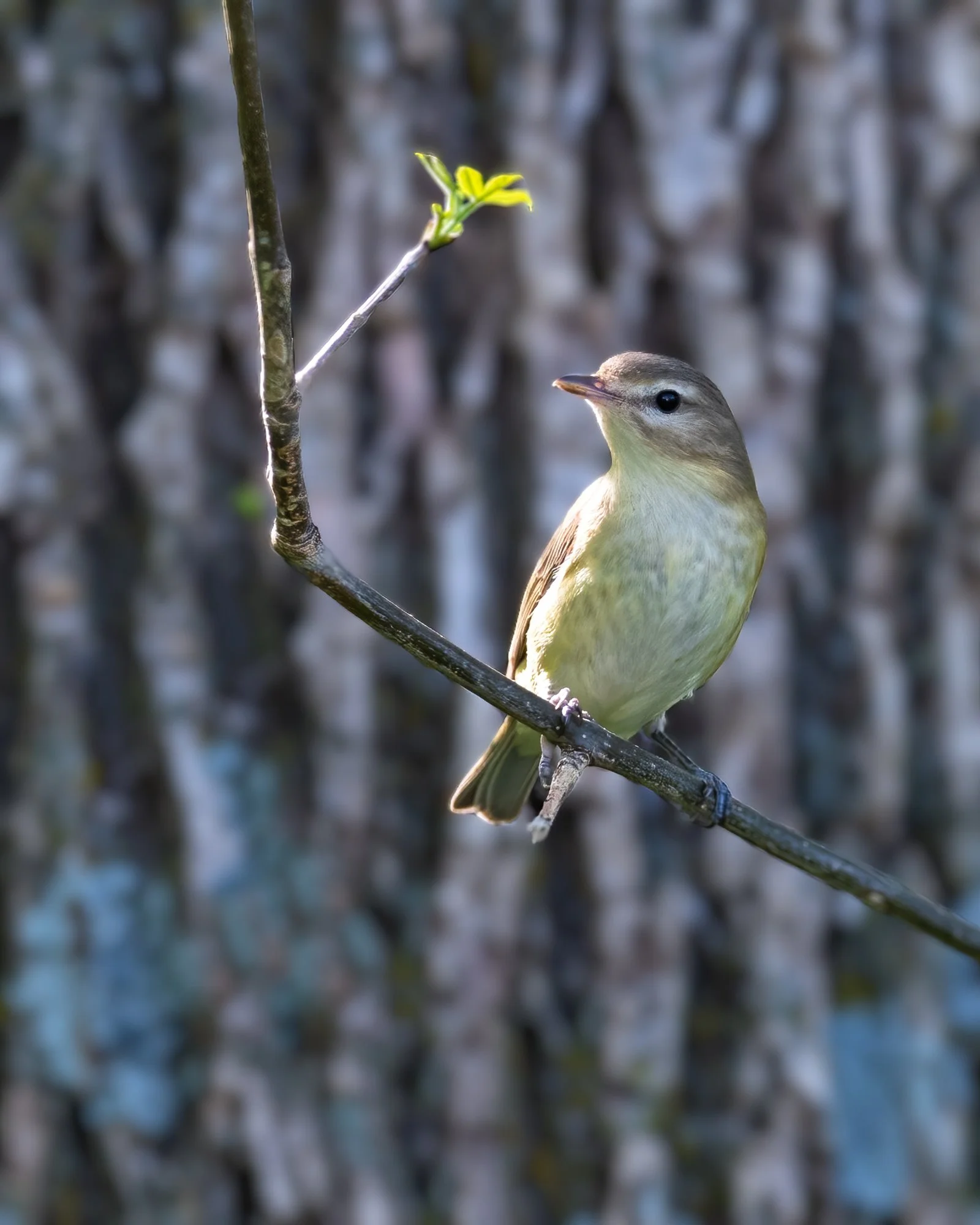 Warbling Vireo - Minnesota