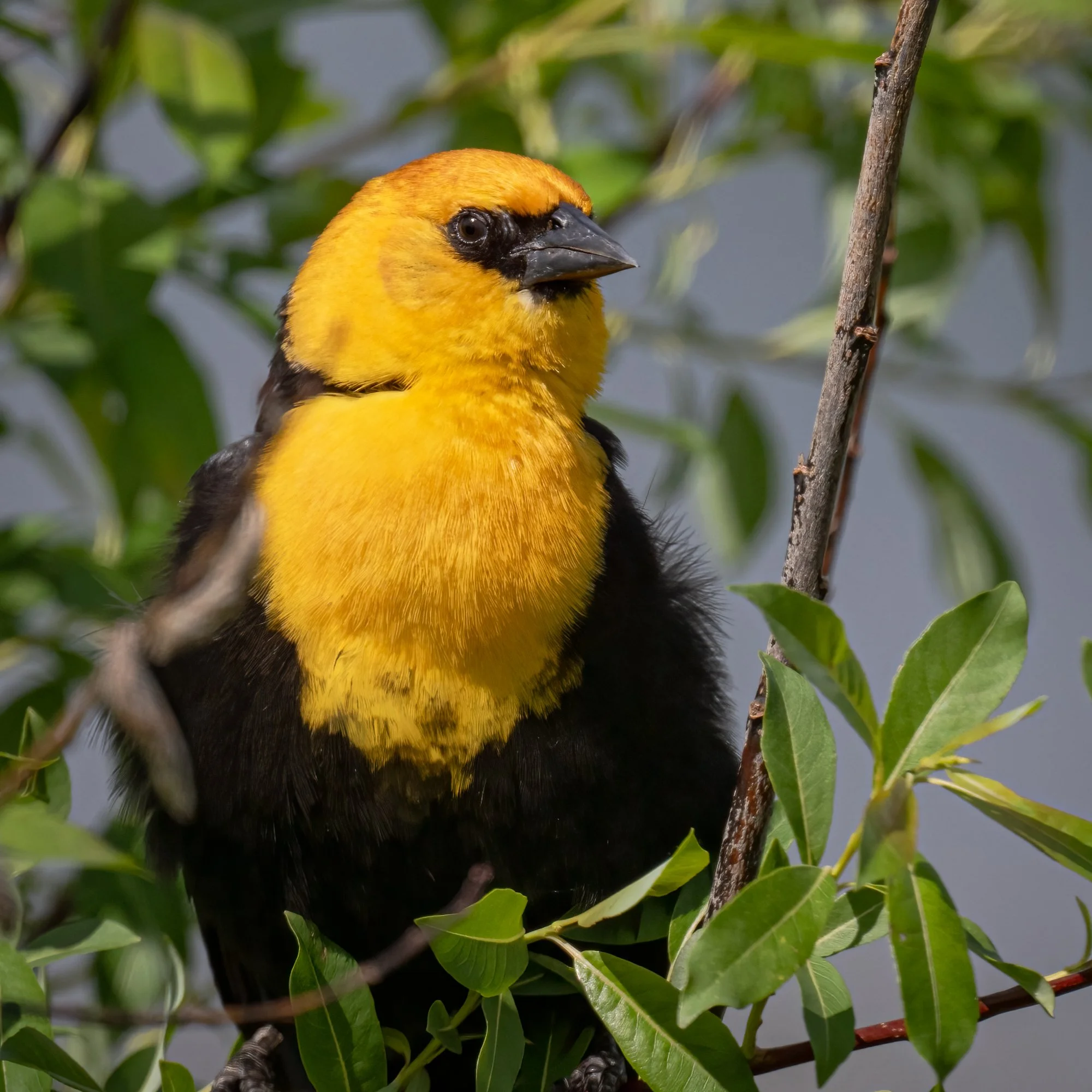 Yellow-headed Blackbird - Minnesota