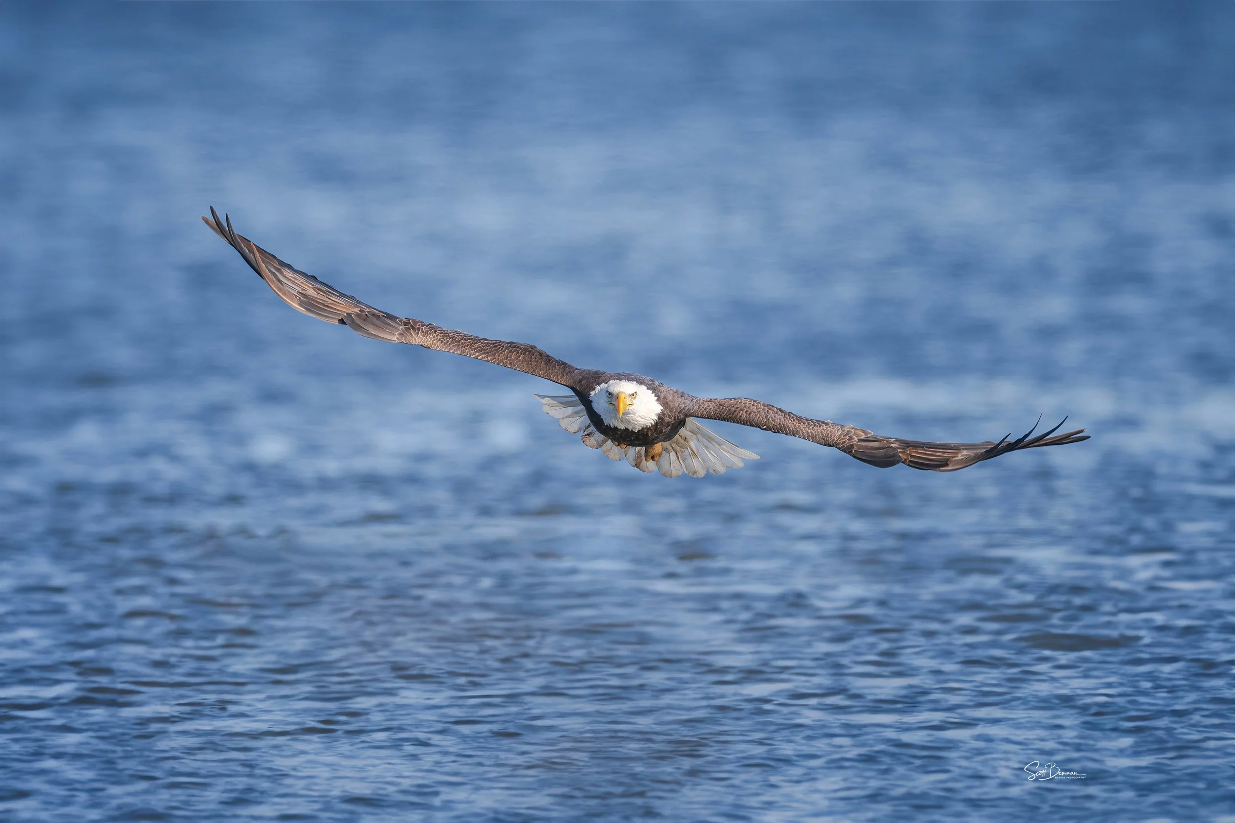 Bald Eagle - Minnesota