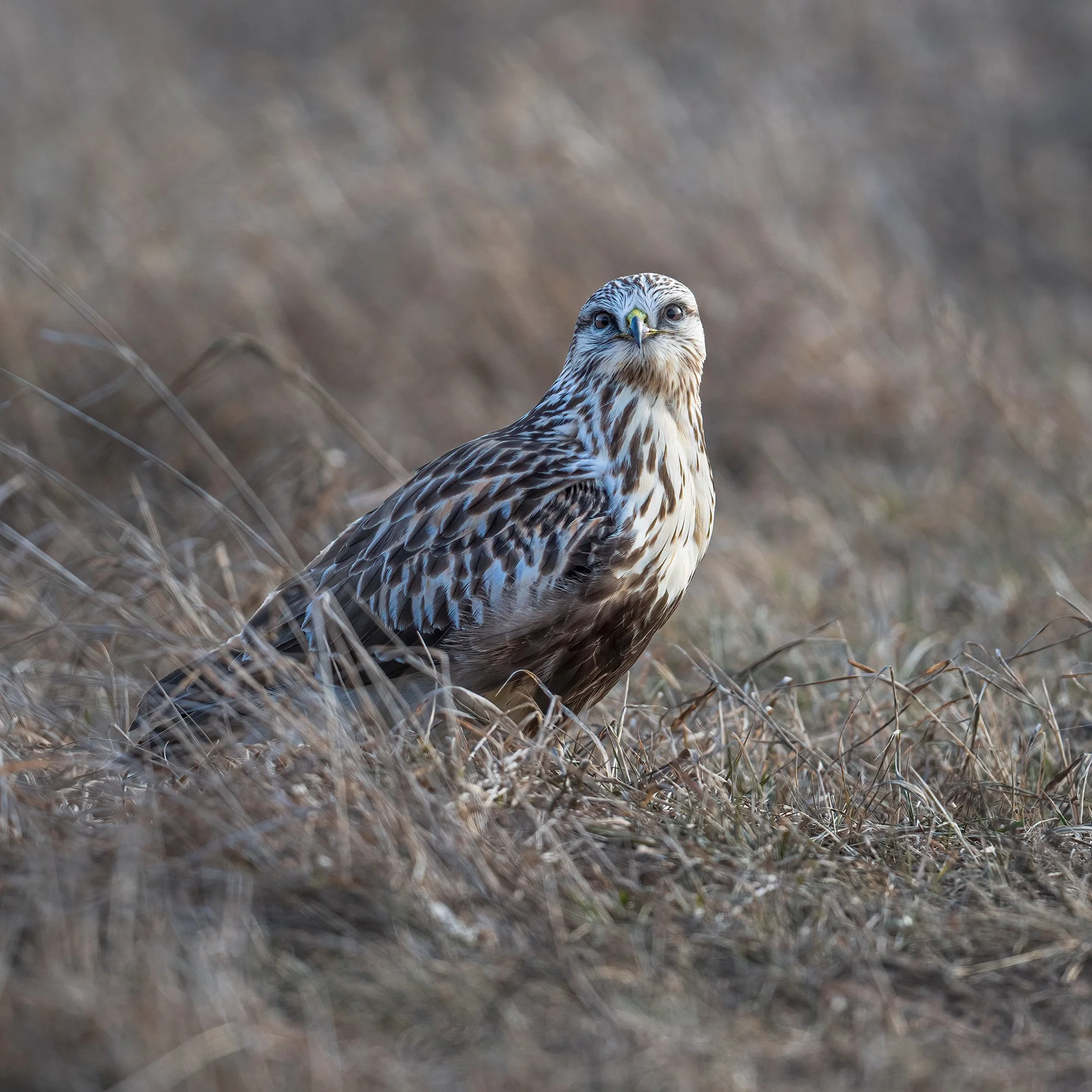 Rough-legged Hawk - Minnesota