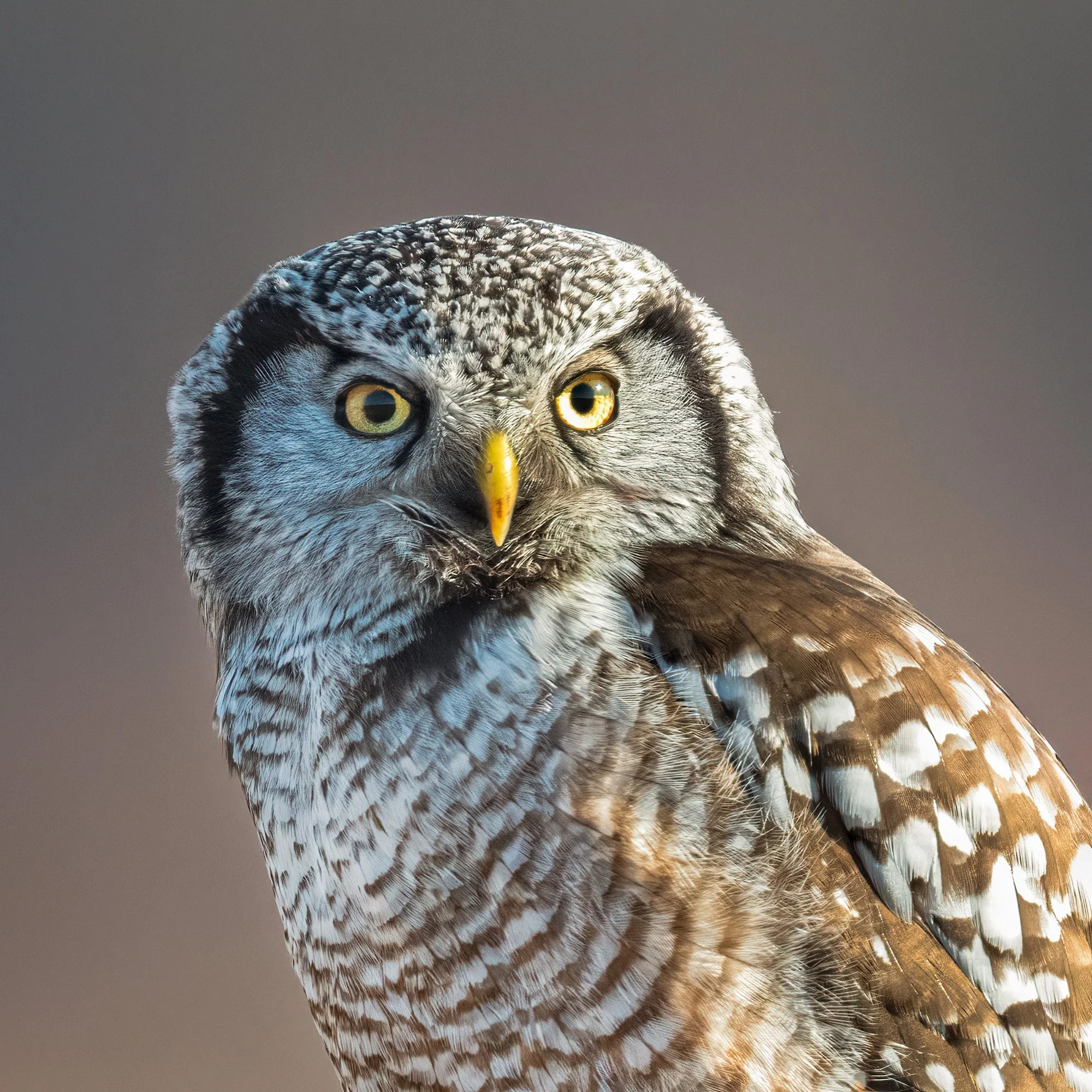 Northern Hawk Owl - Minnesota