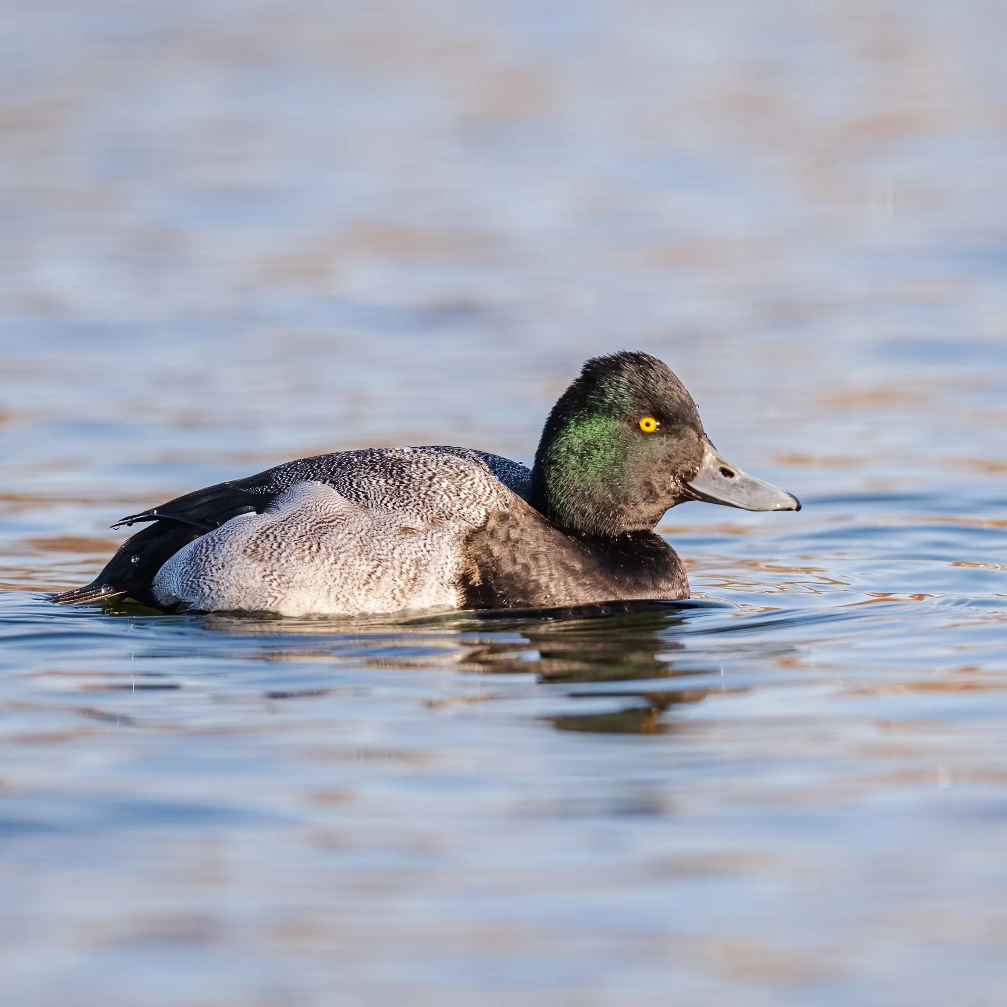 Lesser Scaup - Minnesota