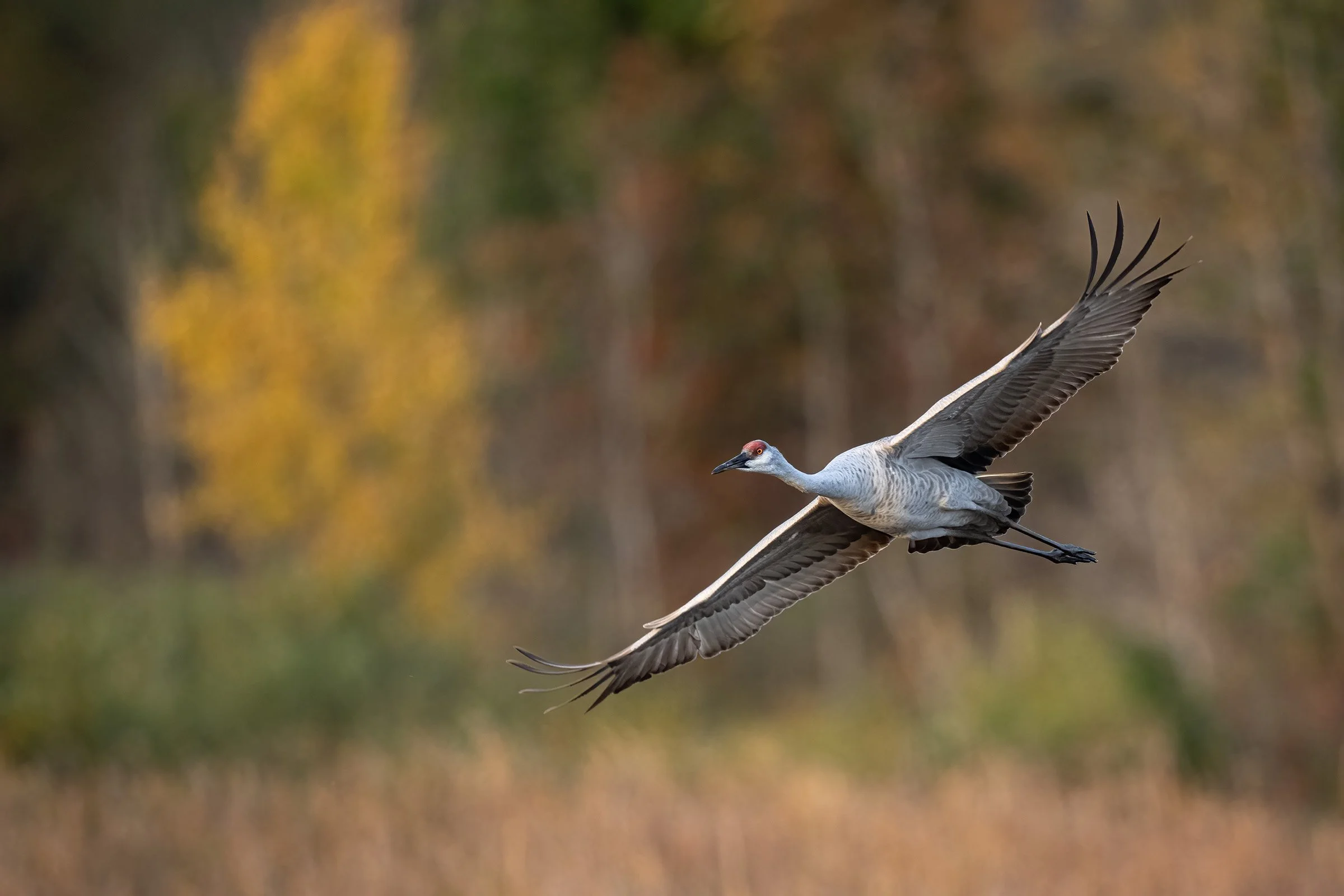Sandhill Crane - Minnesota