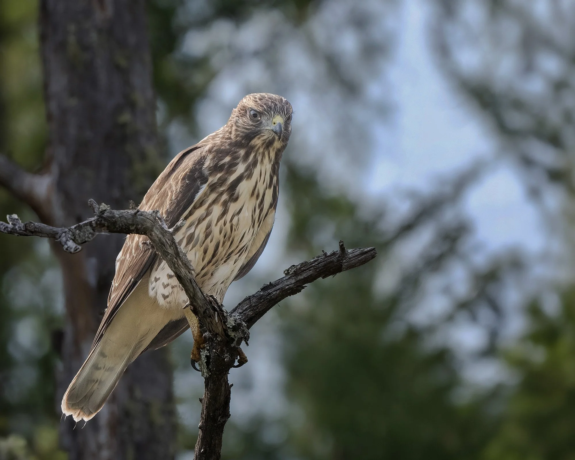 Broad-winged Hawk - Minnesota