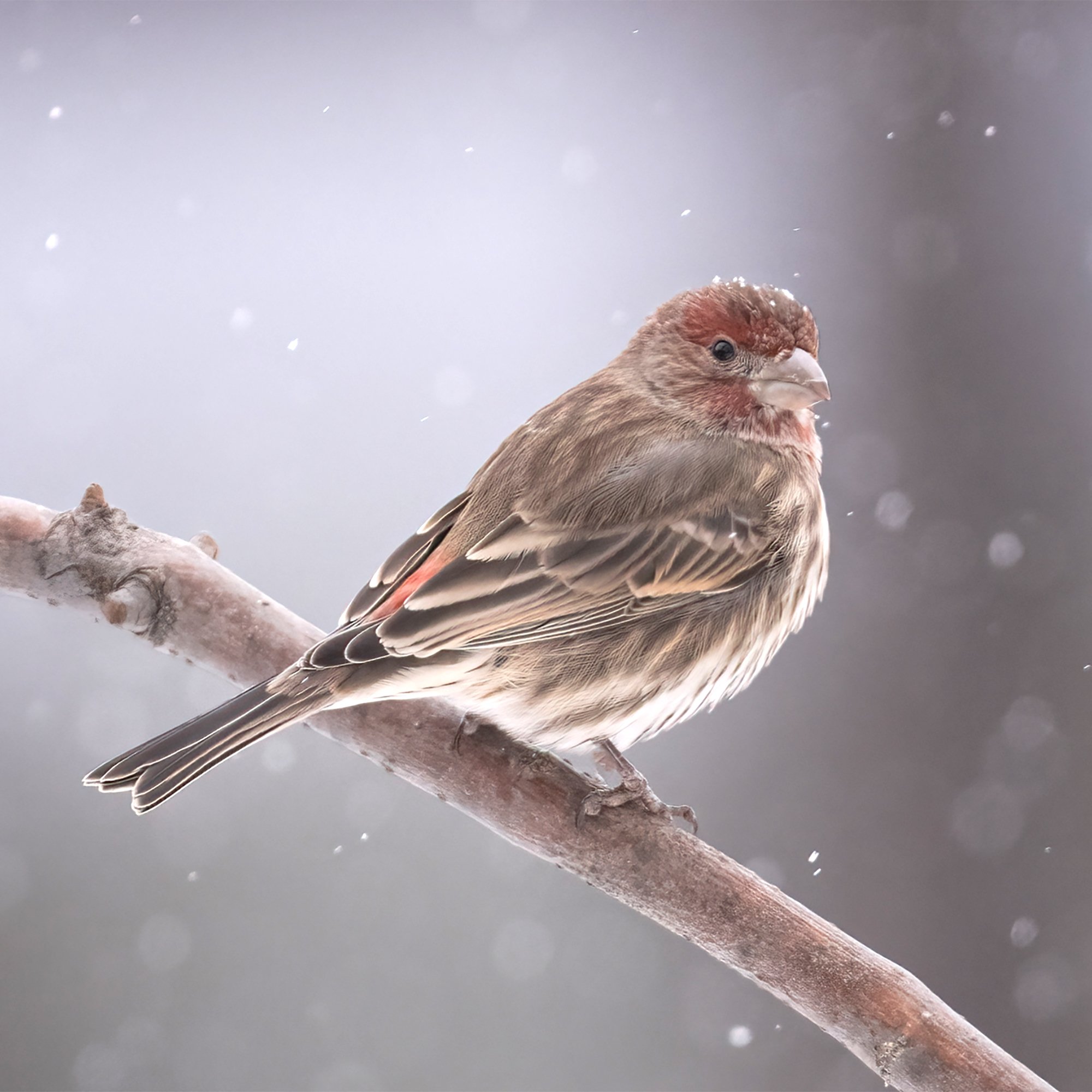 House Finch - Minnesota