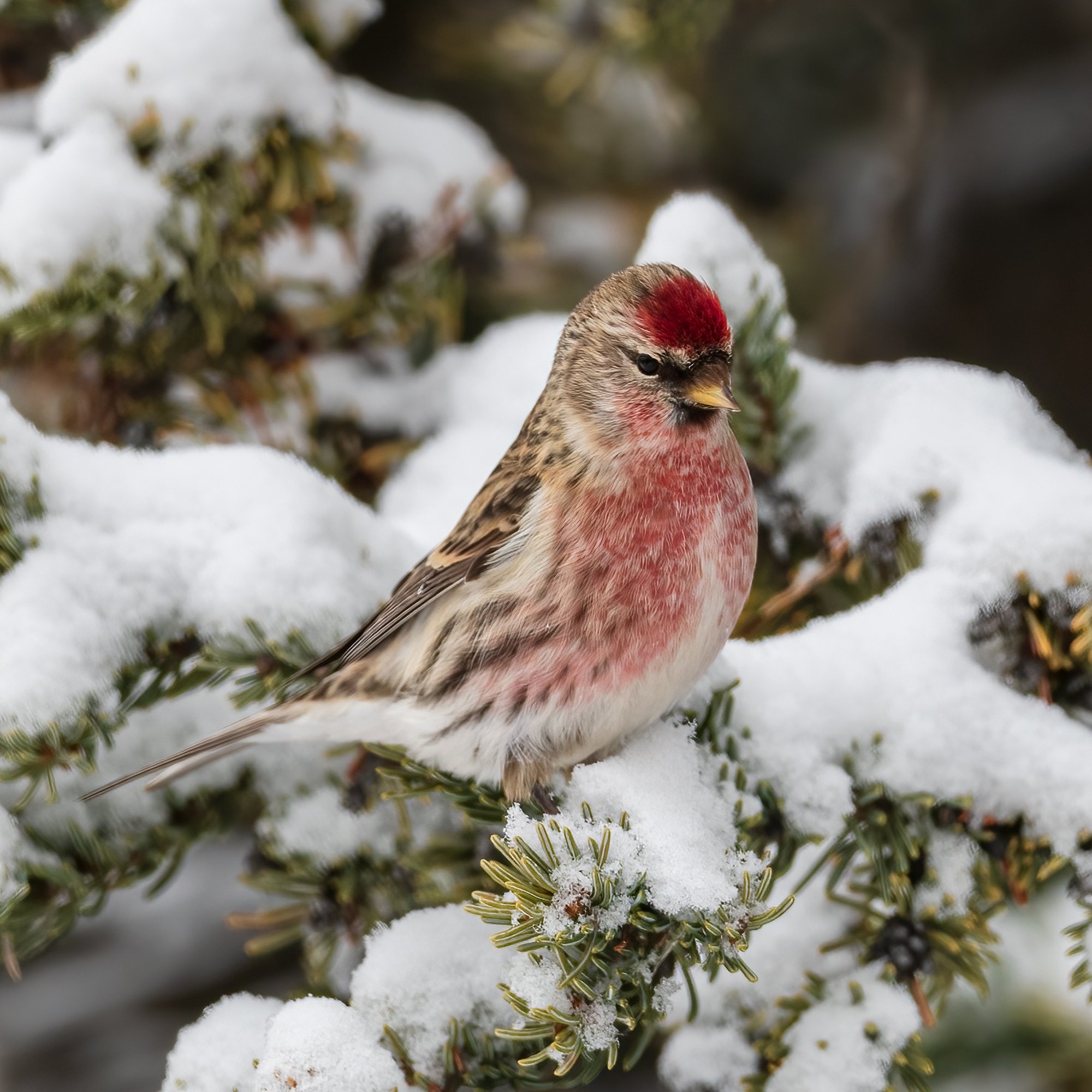 Redpoll - Minnesota