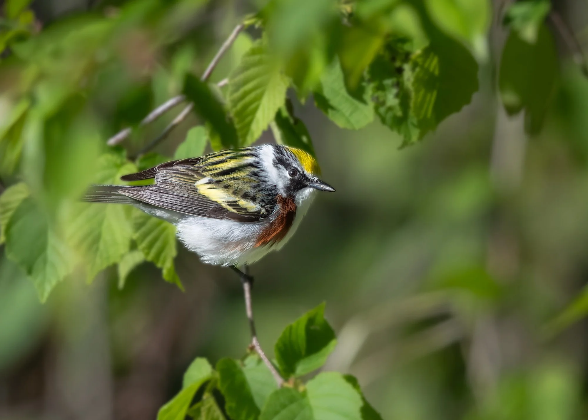 Chestnut Sided Warbler - Minnesota