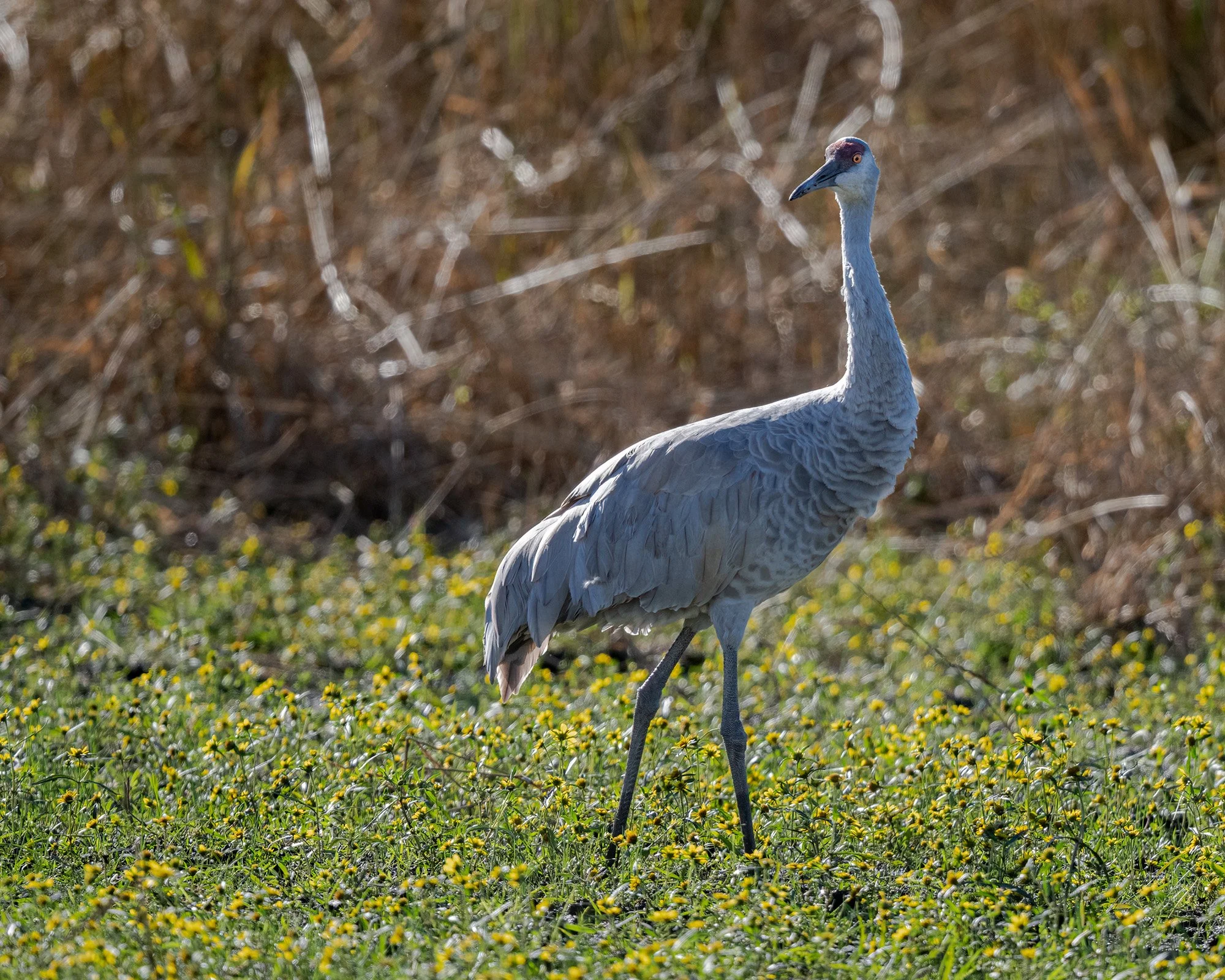 Sandhill Crane - Minnesota