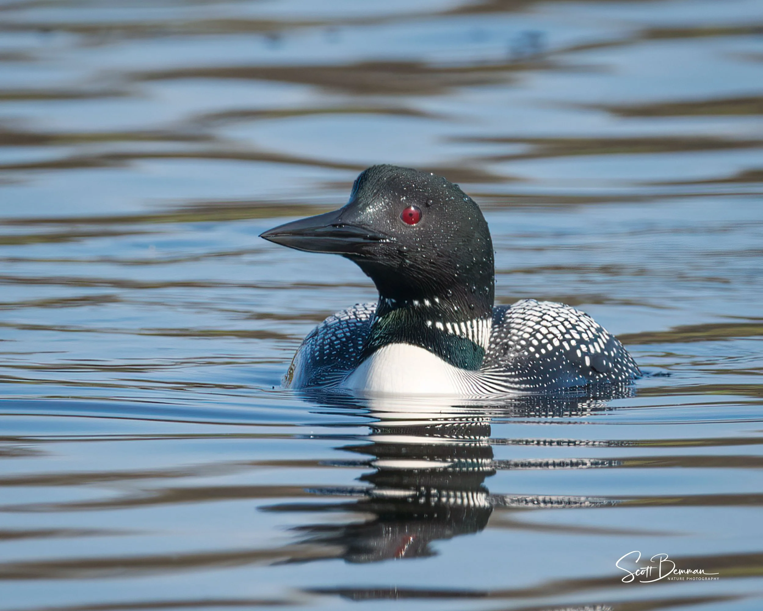 Common Loon - Minnesota