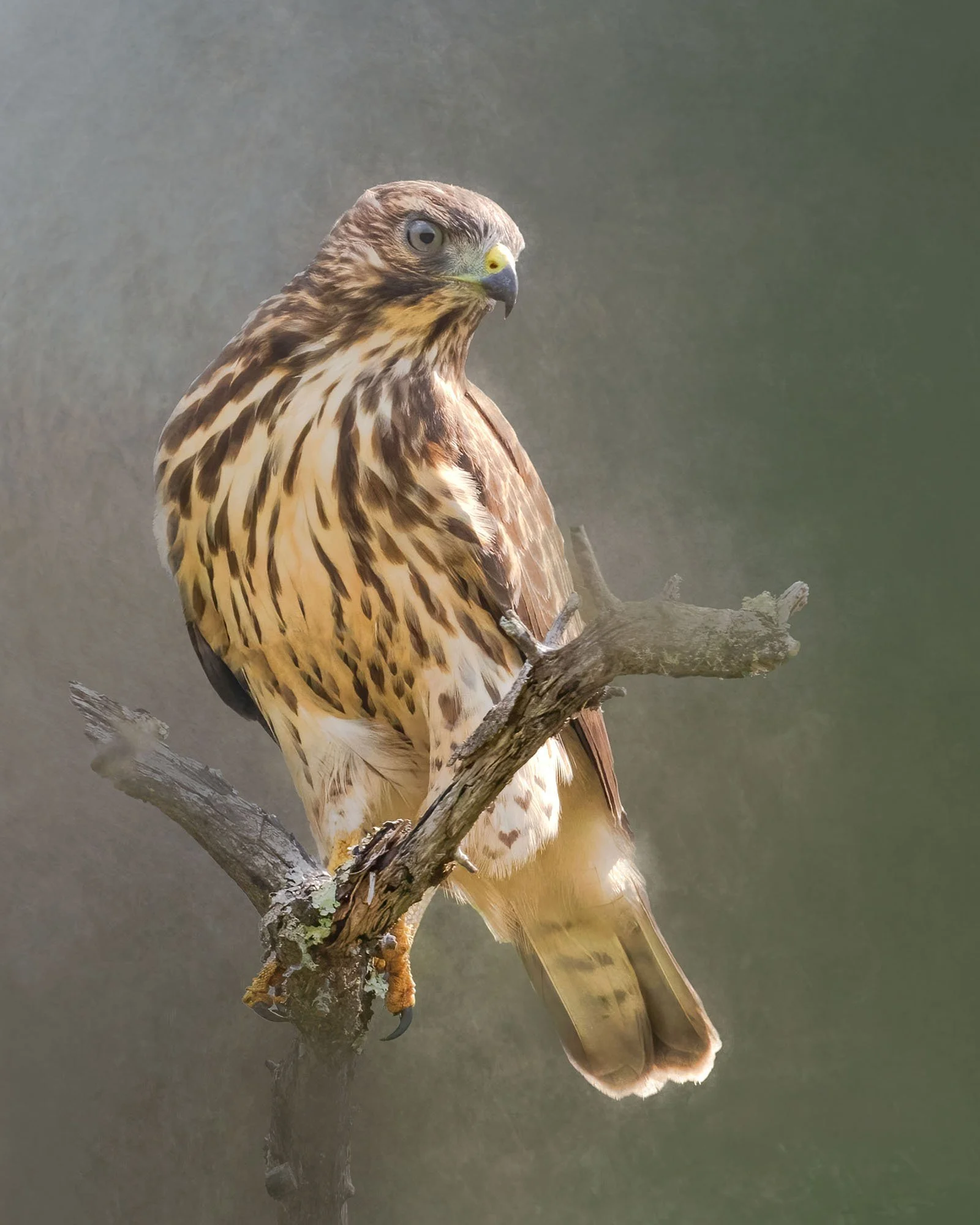 Broad-winged Hawk - Minnesota