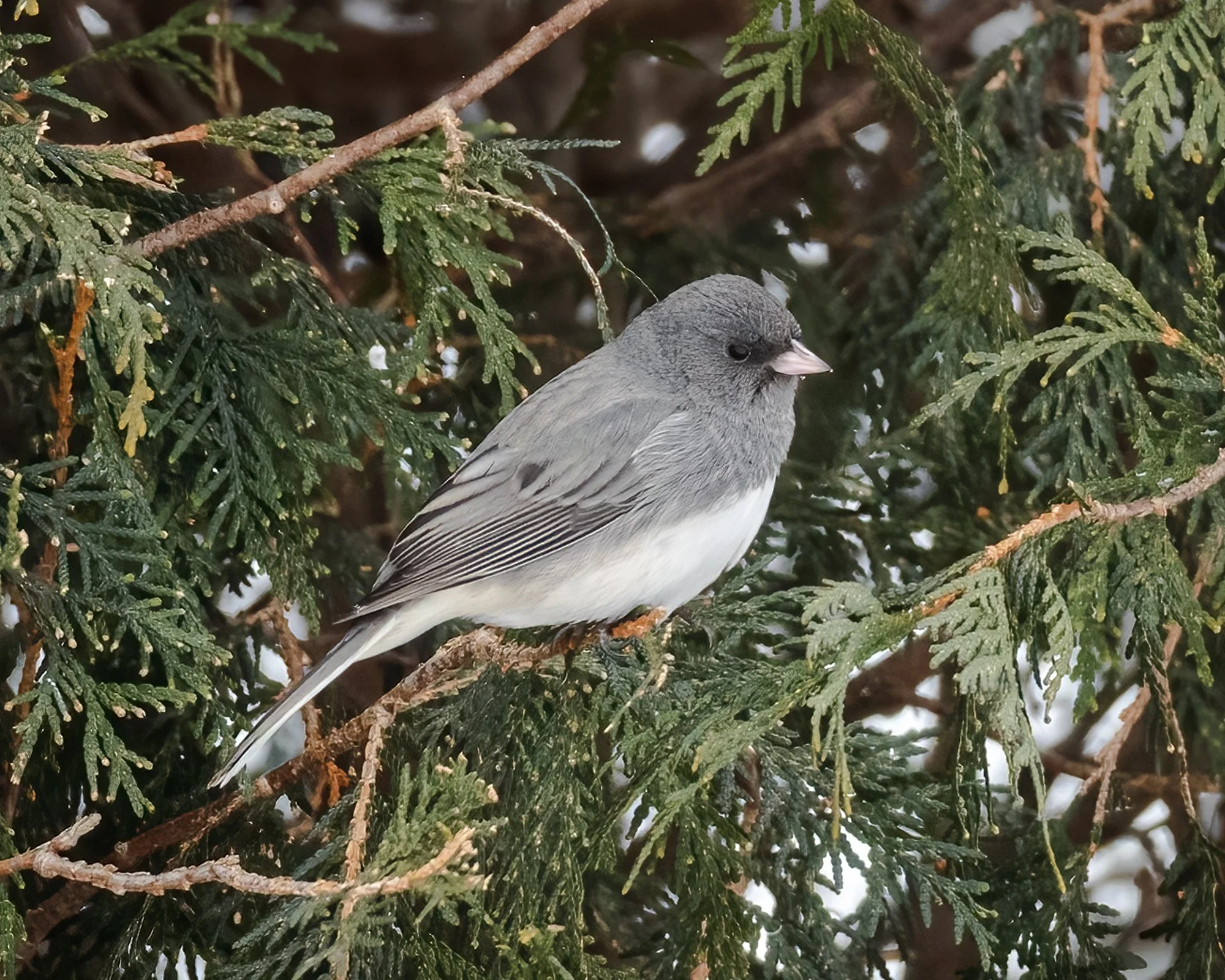 Dark Eye Junco - Minnesota