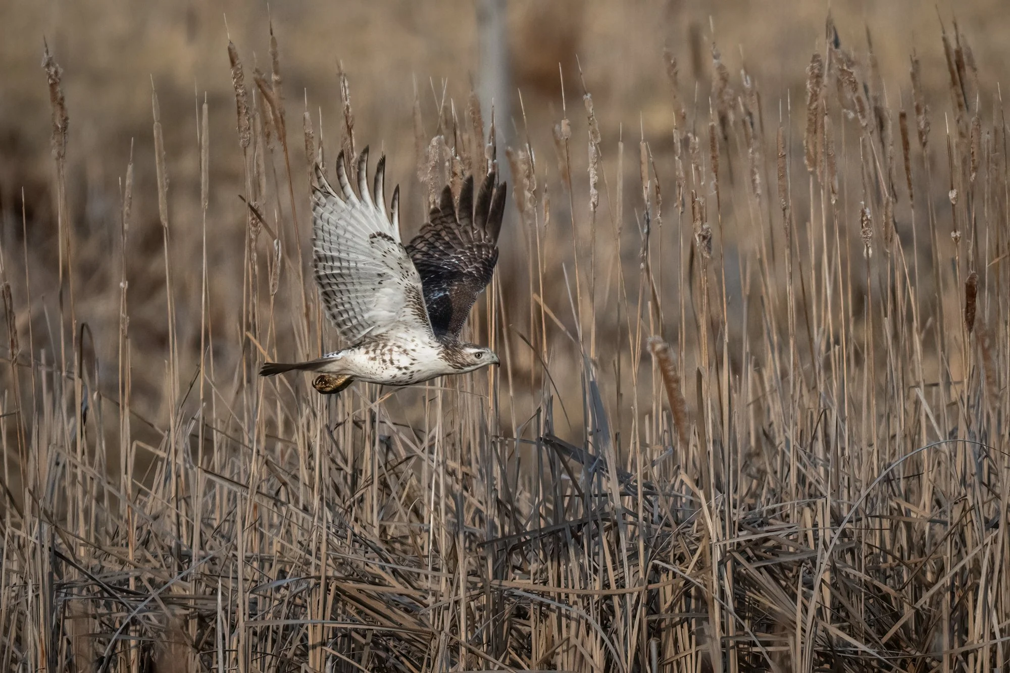 Red-tailed Hawk - Minnesota