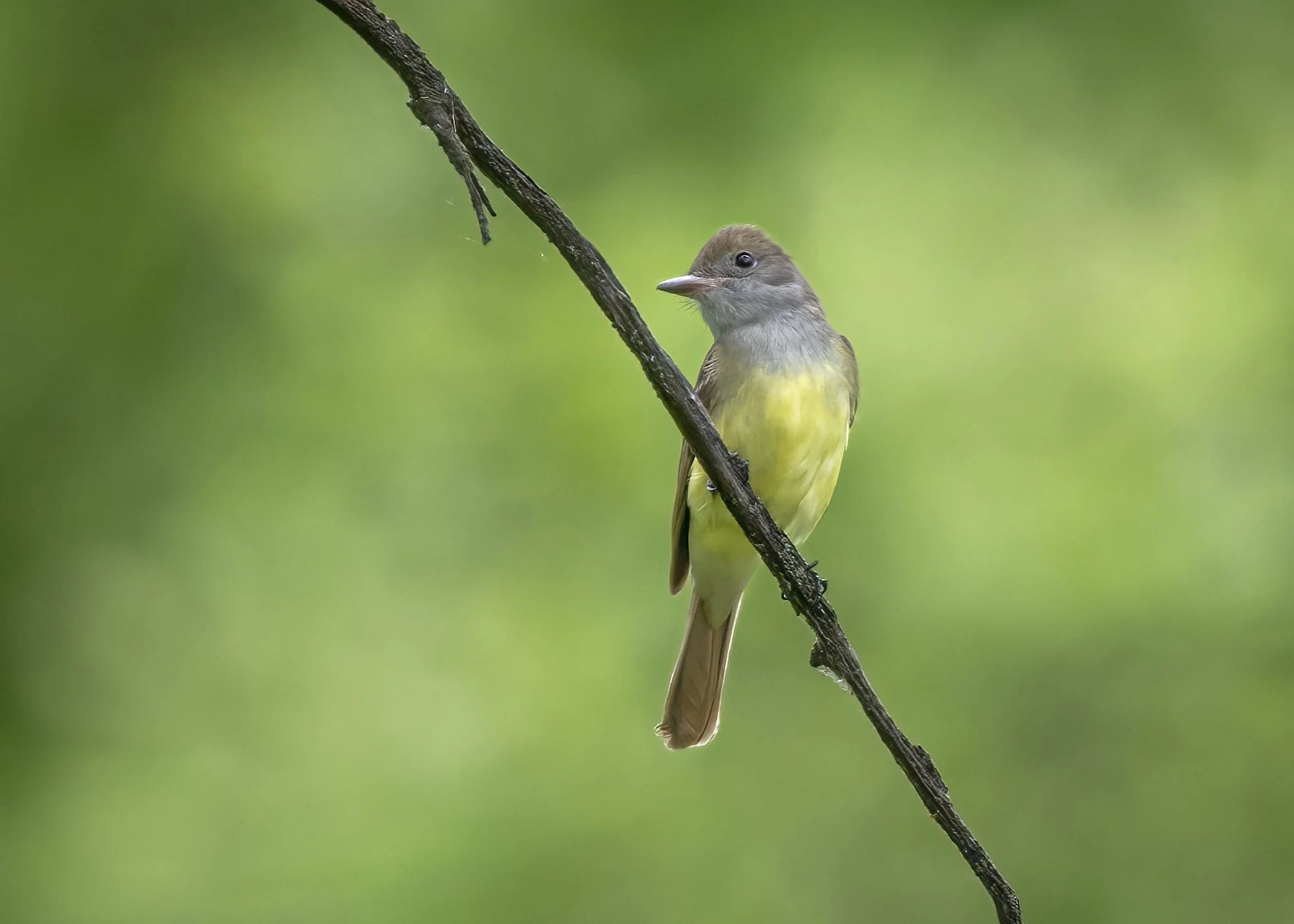 Great Crested Flycatcher - Minnesota
