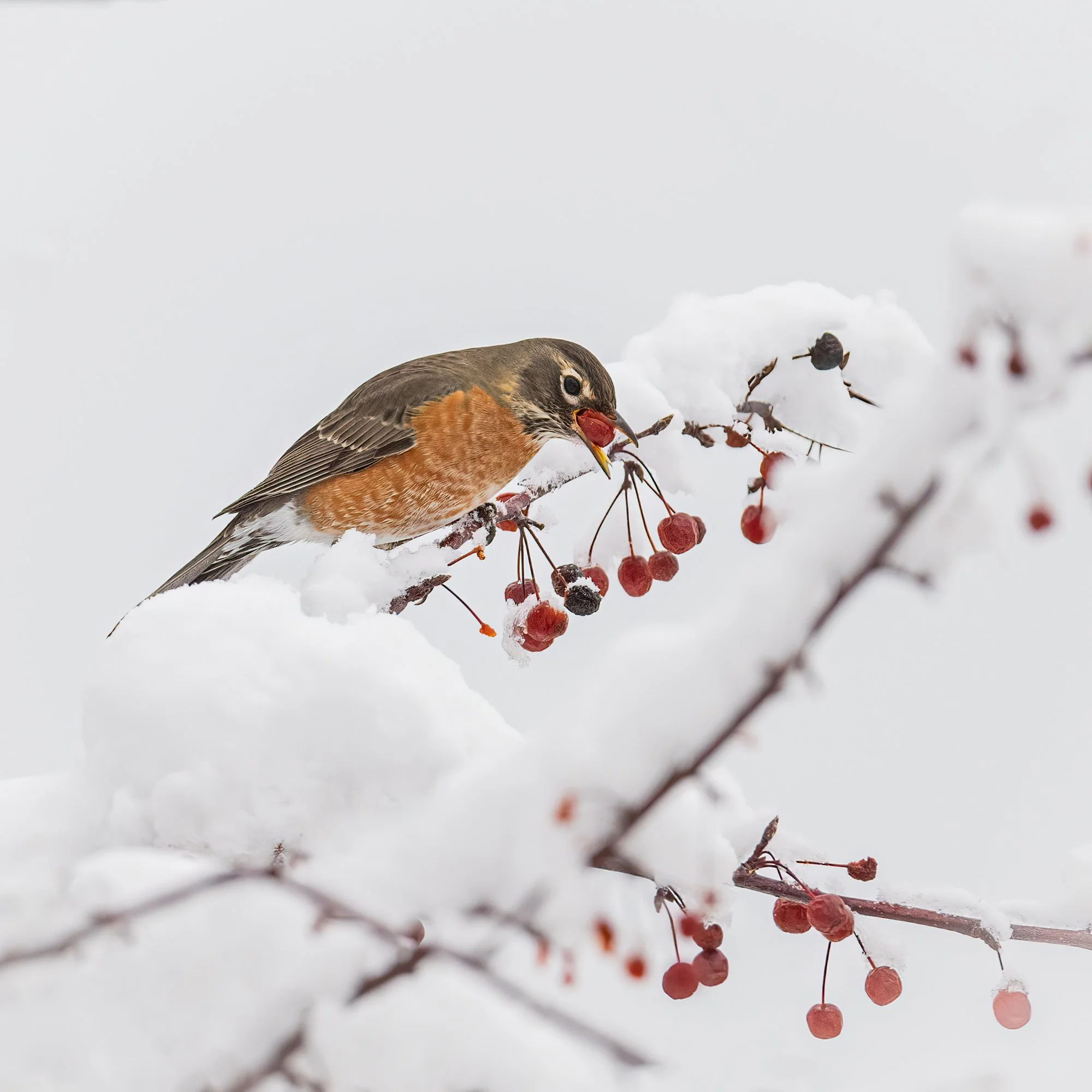 American Robin - Minnesota