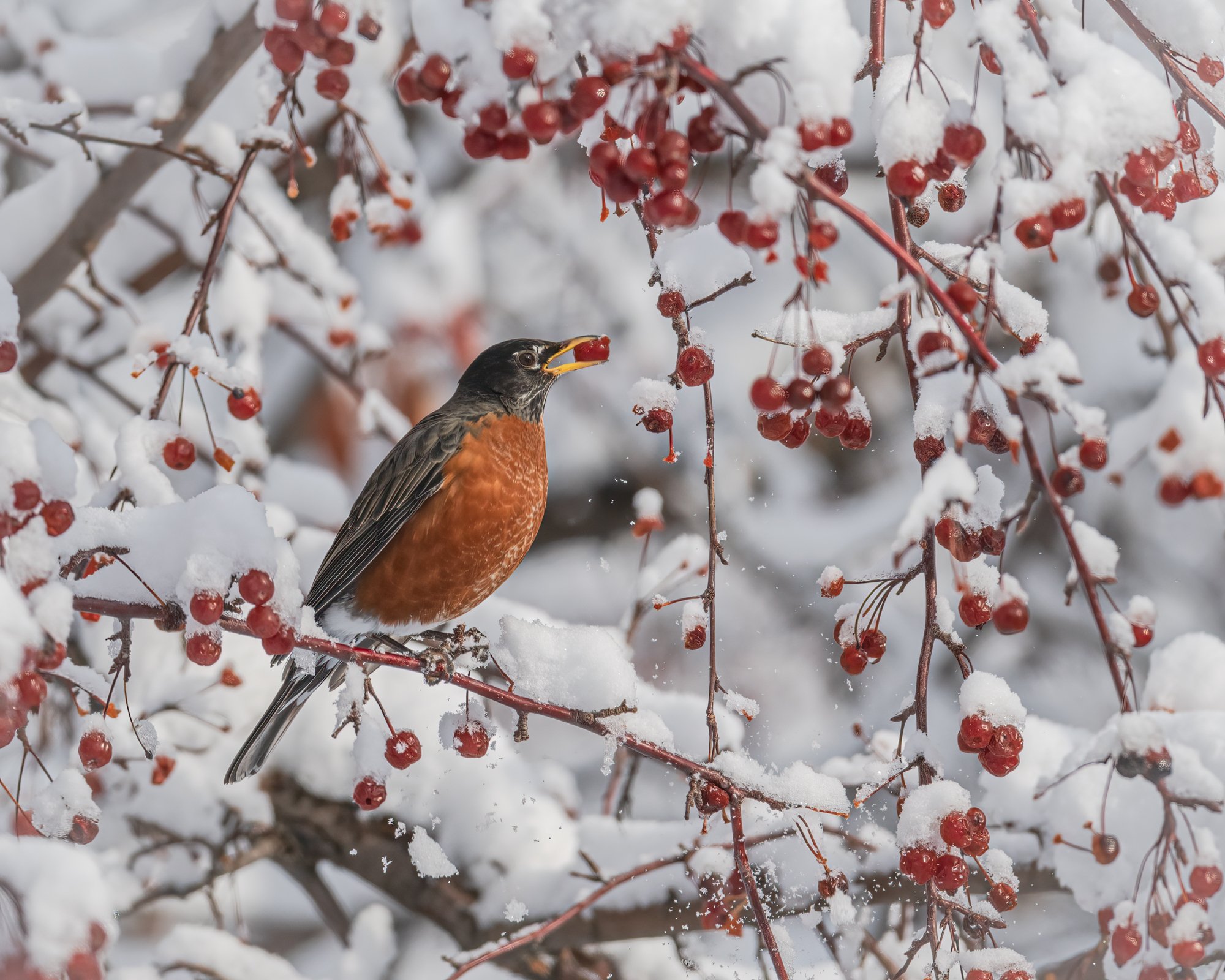 American Robin - Minnesota
