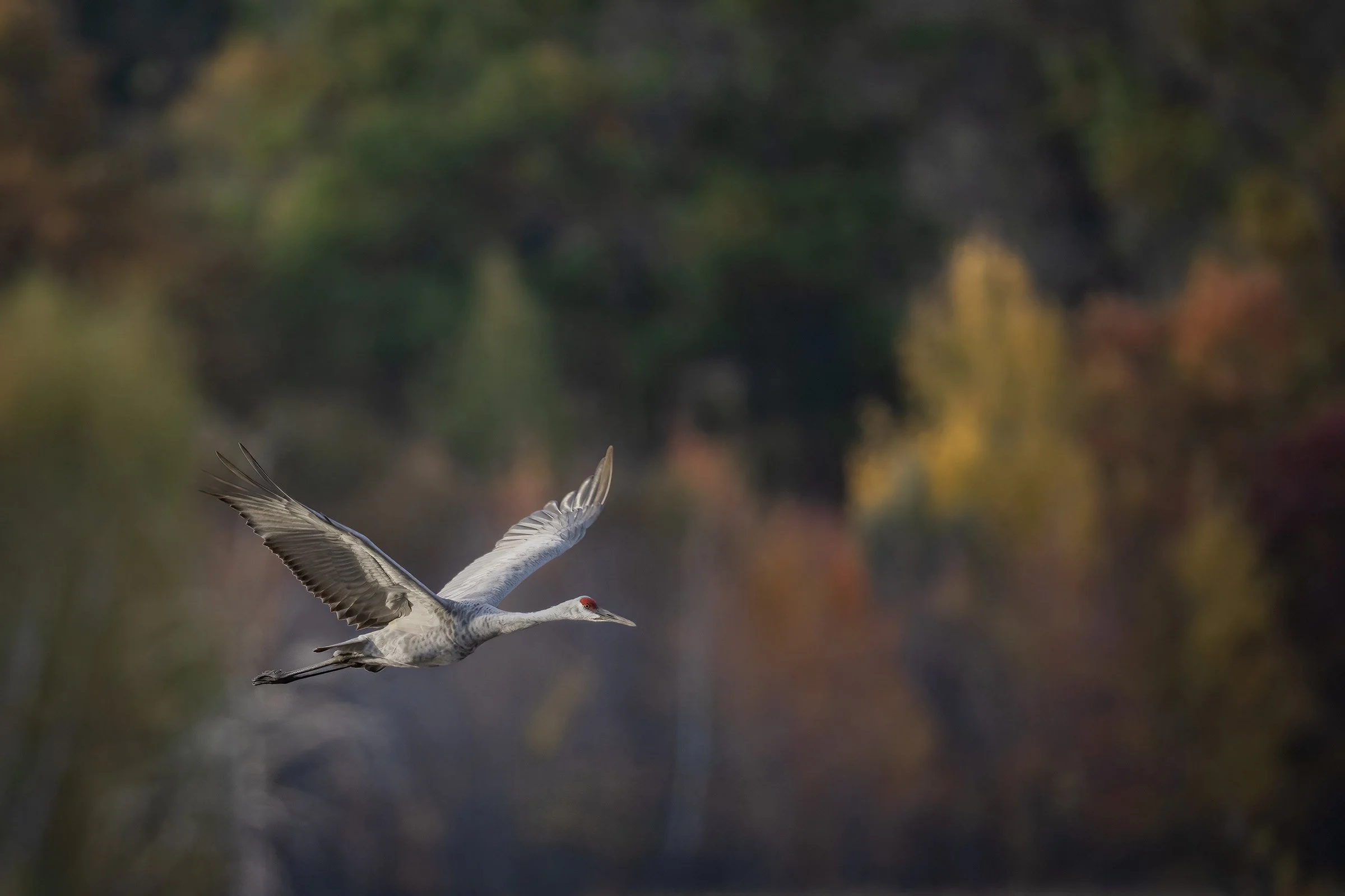 Sandhill Crane - Minnesota