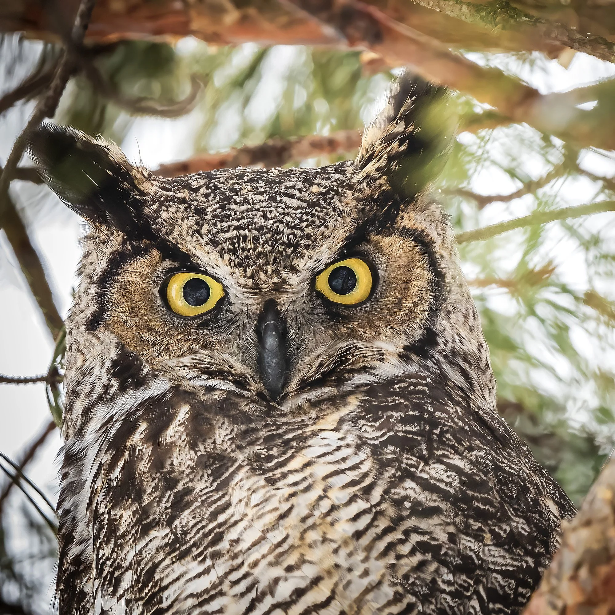 Great Horned Owl - Minnesota